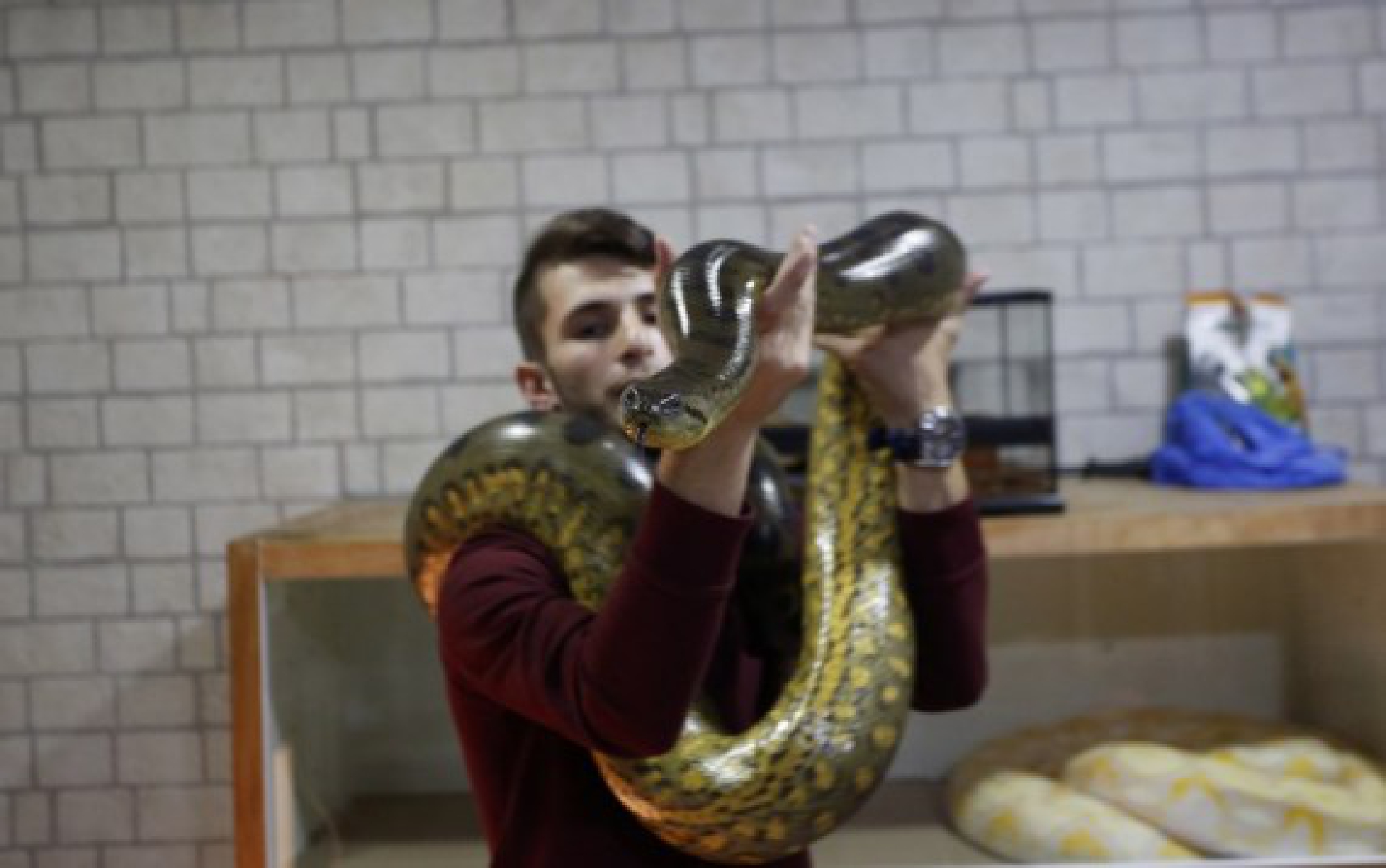 Palestinian Mohammed Nassri holds a snake at his house, in Bir Nabala village south of the West Bank city of Ramallah, on Sept. 29, 2021. (Photo by Ayman Nobani/Xinhua)