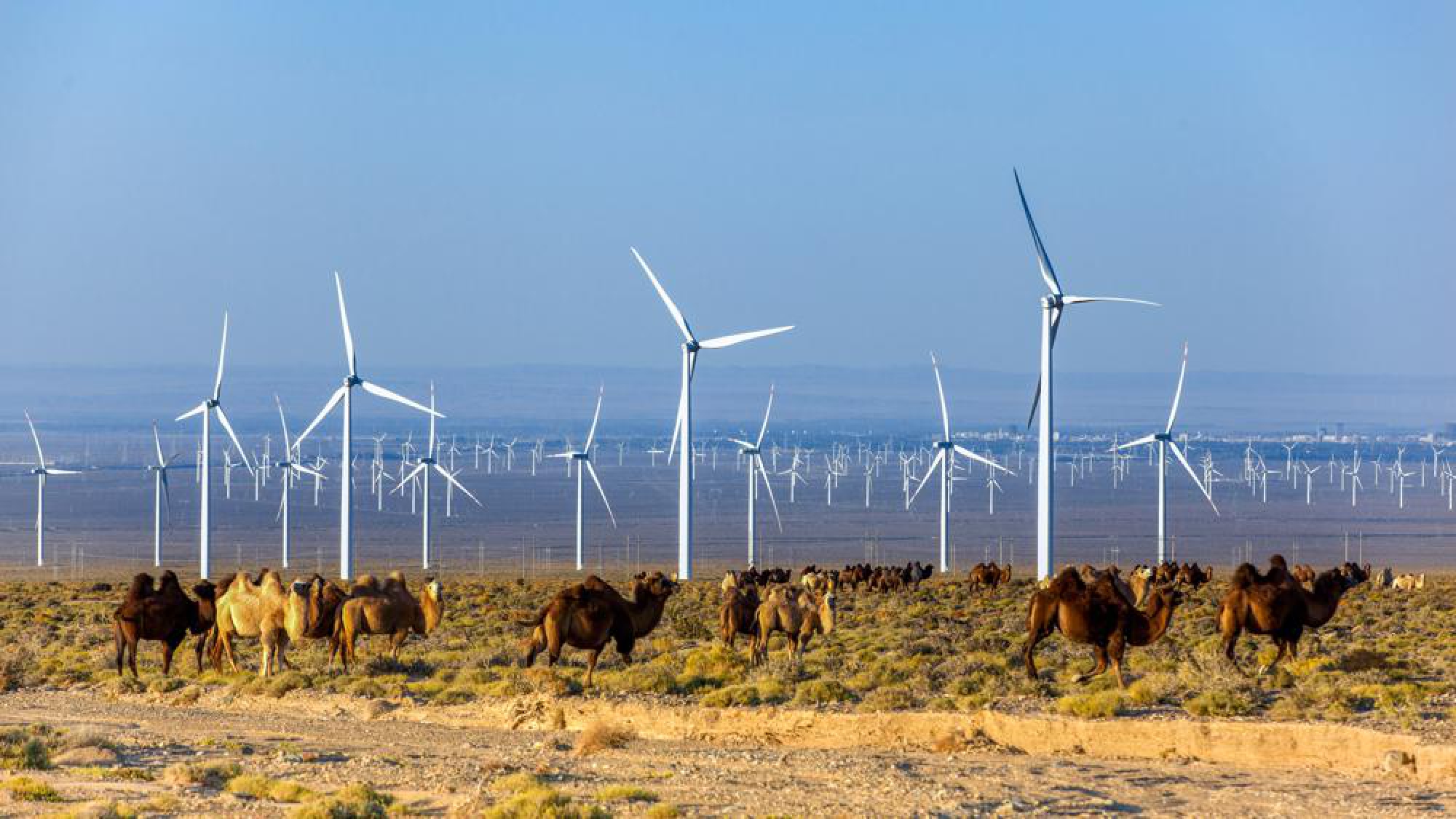 Many camels can be seen during the migration. [Photo by Zhou Xin/For chinadaily.com.cn]