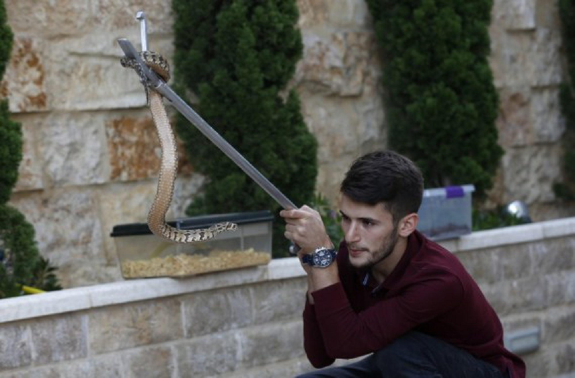 Palestinian Mohammed Nassri inspects a snake at his house, in Bir Nabala village south of the West Bank city of Ramallah, on Sept. 29, 2021. (Photo by Ayman Nobani/Xinhua)