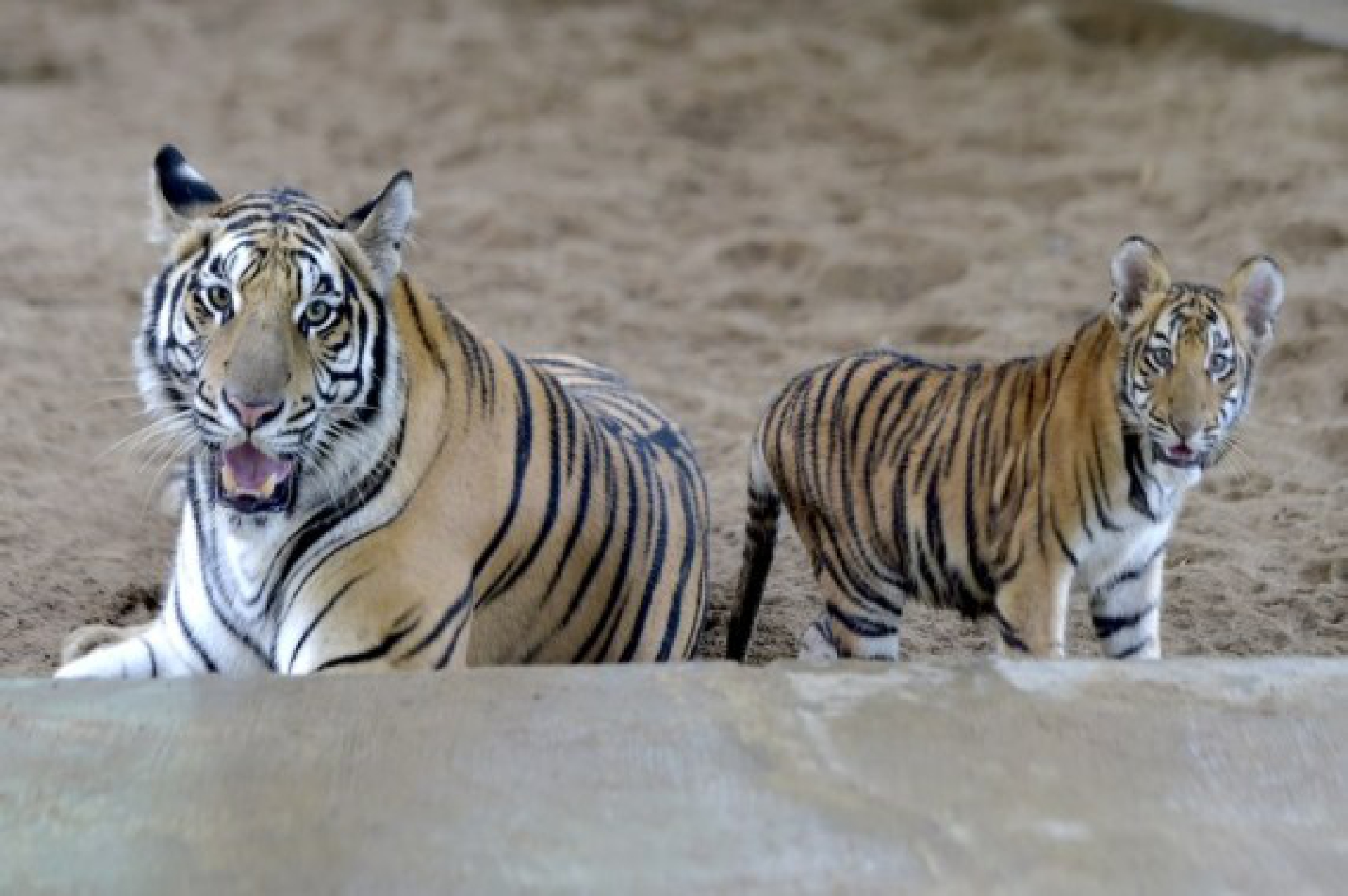 Royal Bengal tigers are seen at the  Bangladesh National Zoo in Dhaka, capital of Bangladesh, on Oct. 3, 2021, the eve of World Animal Day. (Xinhua)