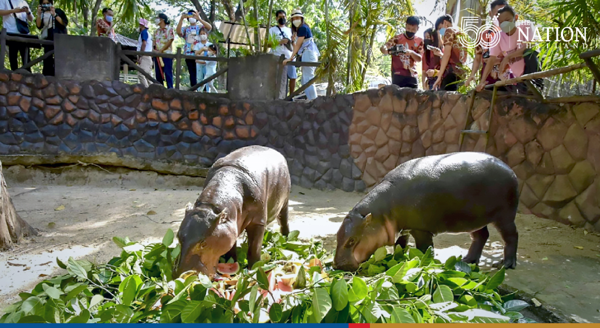 Khao Kheow Open Zoo throws celeb pygmy hippo Moo Toon a feast