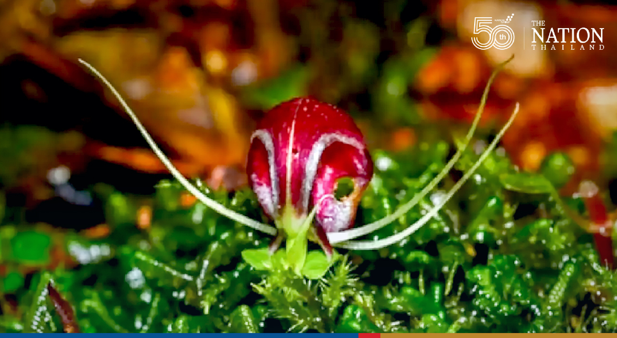 Researchers make exciting gem-orchid discovery