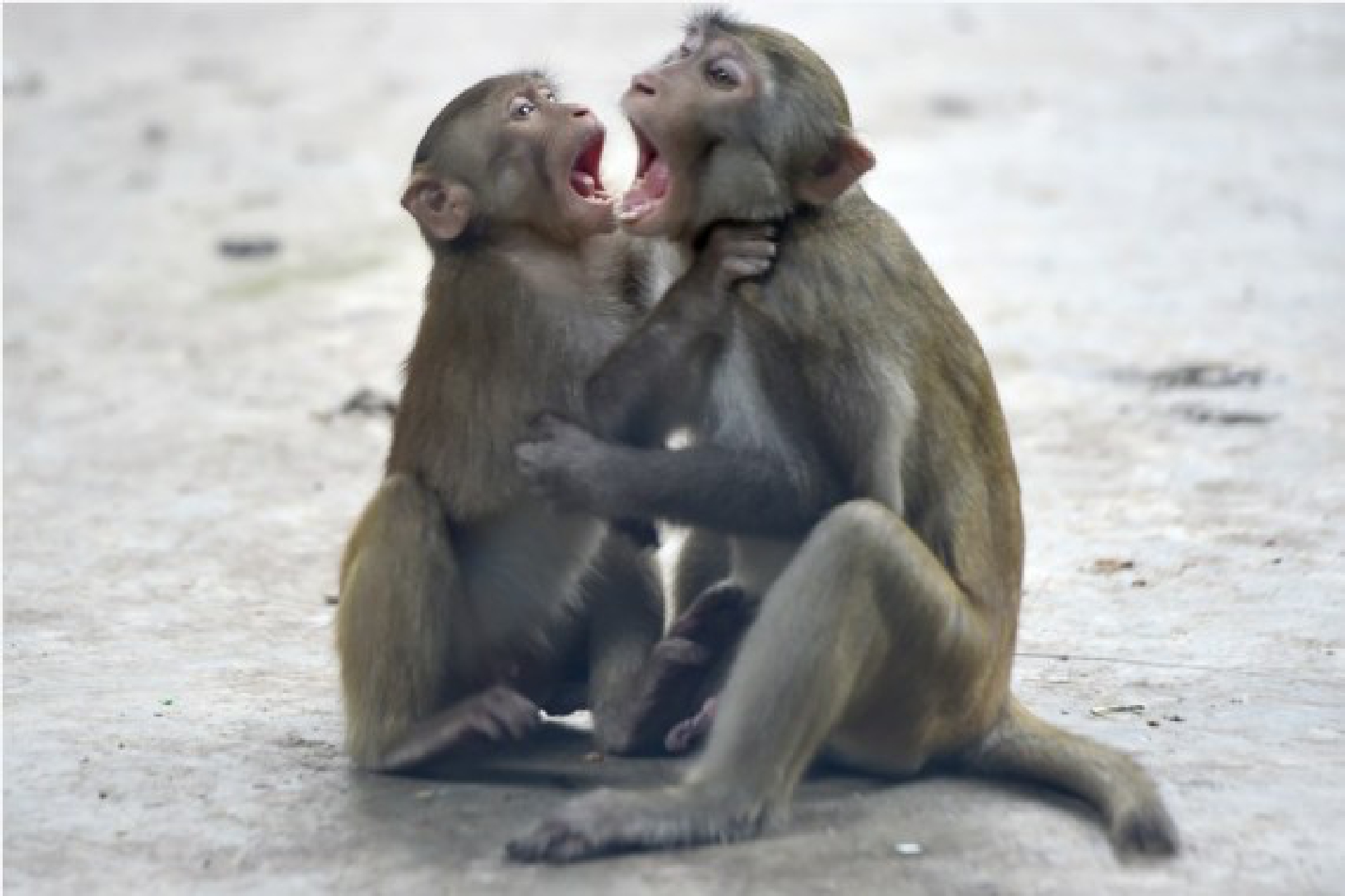 Monkeys are seen at the  Bangladesh National Zoo in Dhaka, capital of Bangladesh, on Oct. 3, 2021, the eve of World Animal Day. (Xinhua)