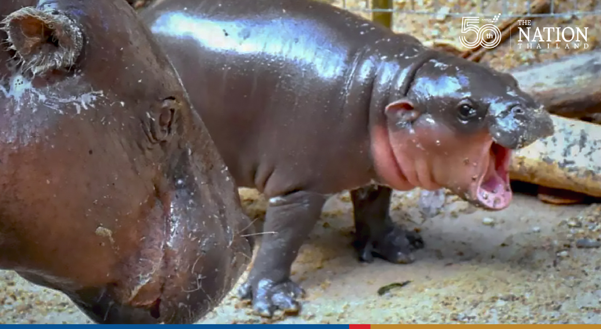 Khao Kheow Open Zoo throws celeb pygmy hippo Moo Toon a feast