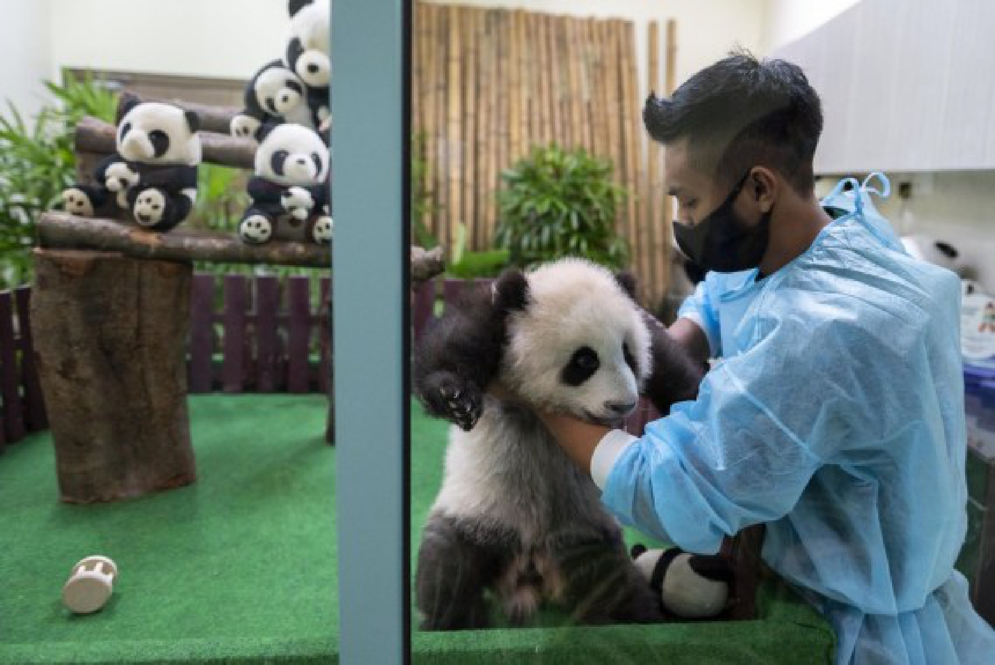 A zookeeper presents a giant panda cub to the public during its debut at Zoo Negara near Kuala Lumpur, Malaysia, Oct. 1, 2021. (Photo by Chong Voon Chung/Xinhua)