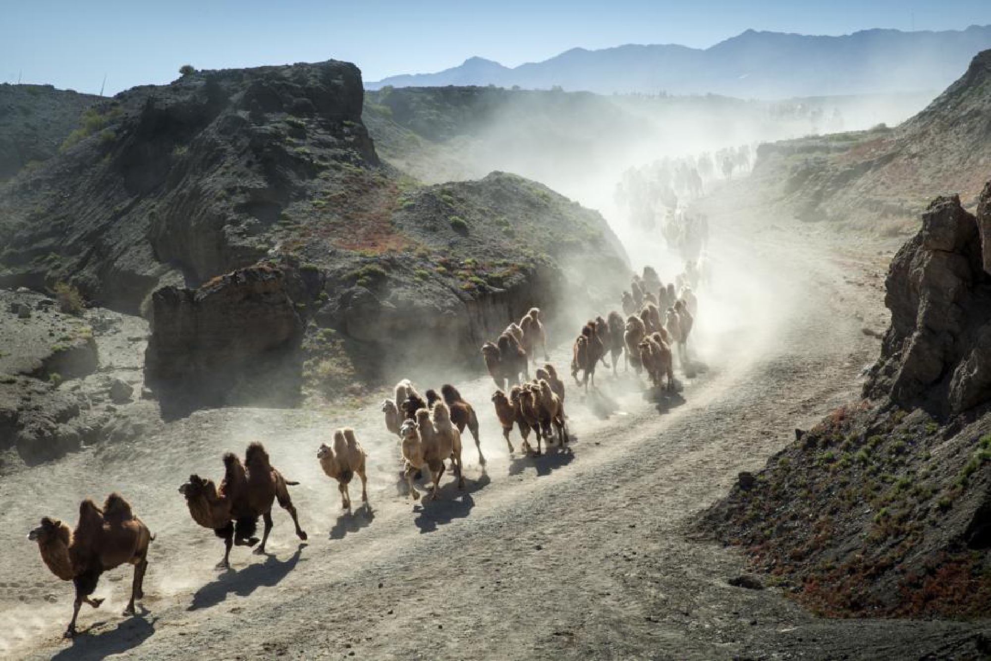 Many camels can be seen during the migration. [Photo by Zhou Xin/For chinadaily.com.cn]