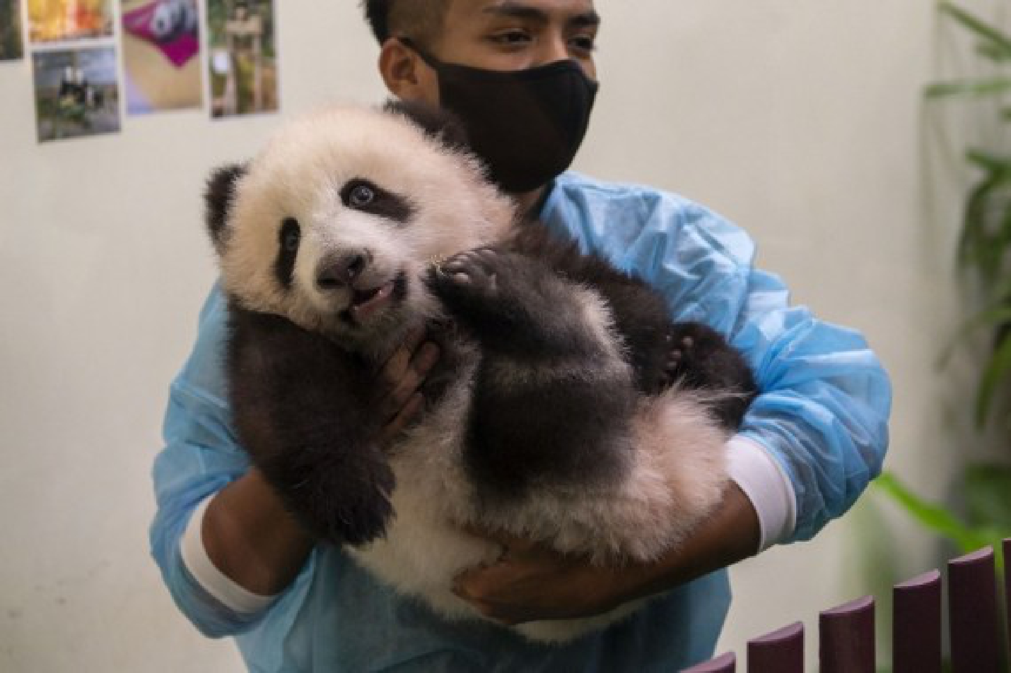 A zookeeper presents a giant panda cub to the public during its debut at Zoo Negara near Kuala Lumpur, Malaysia, Oct. 1, 2021. (Photo by Chong Voon Chung/Xinhua)