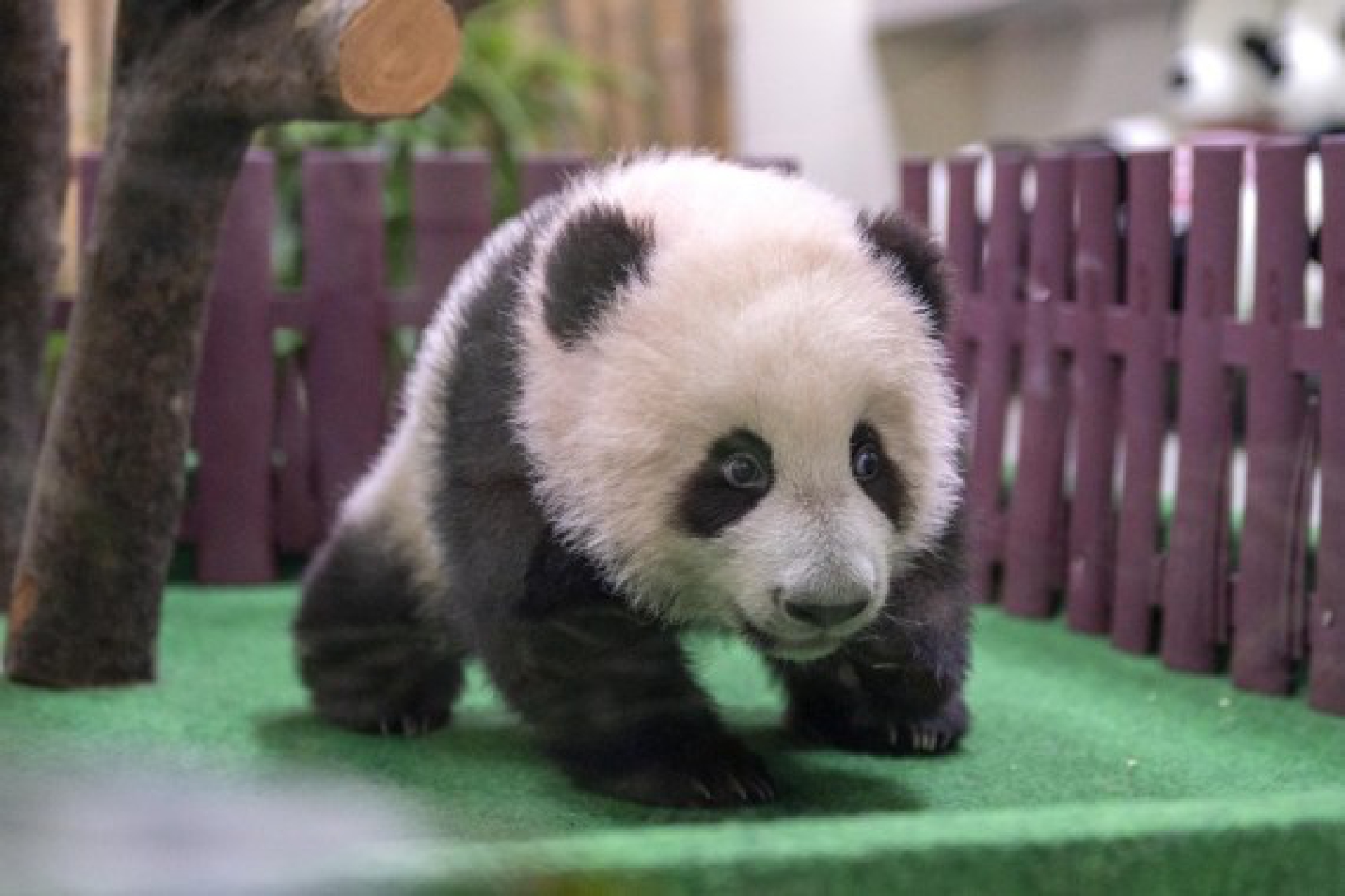 A giant panda cub is seen at Zoo Negara near Kuala Lumpur, Malaysia, Oct. 1, 2021. (Photo by Chong Voon Chung/Xinhua)