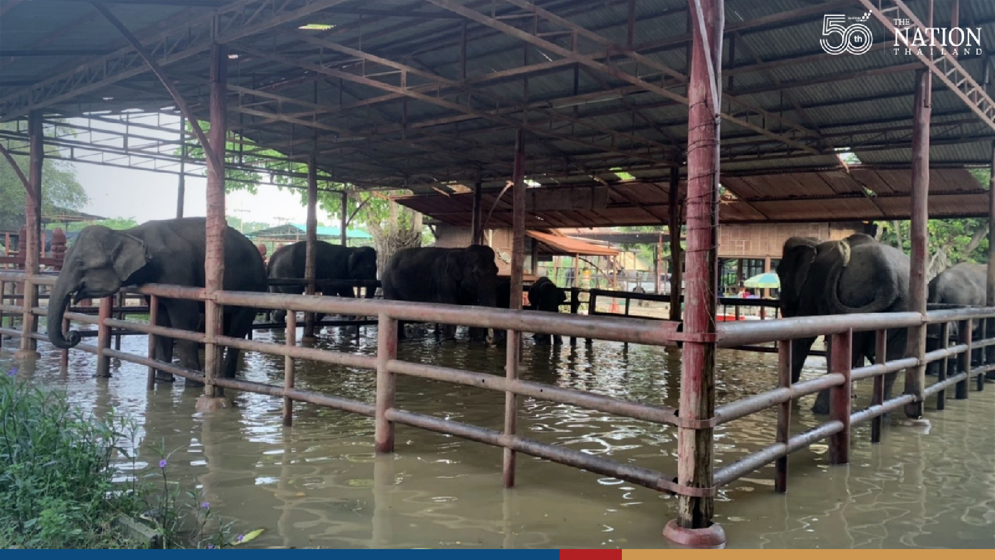Elephants herded to higher ground in Ayutthaya
