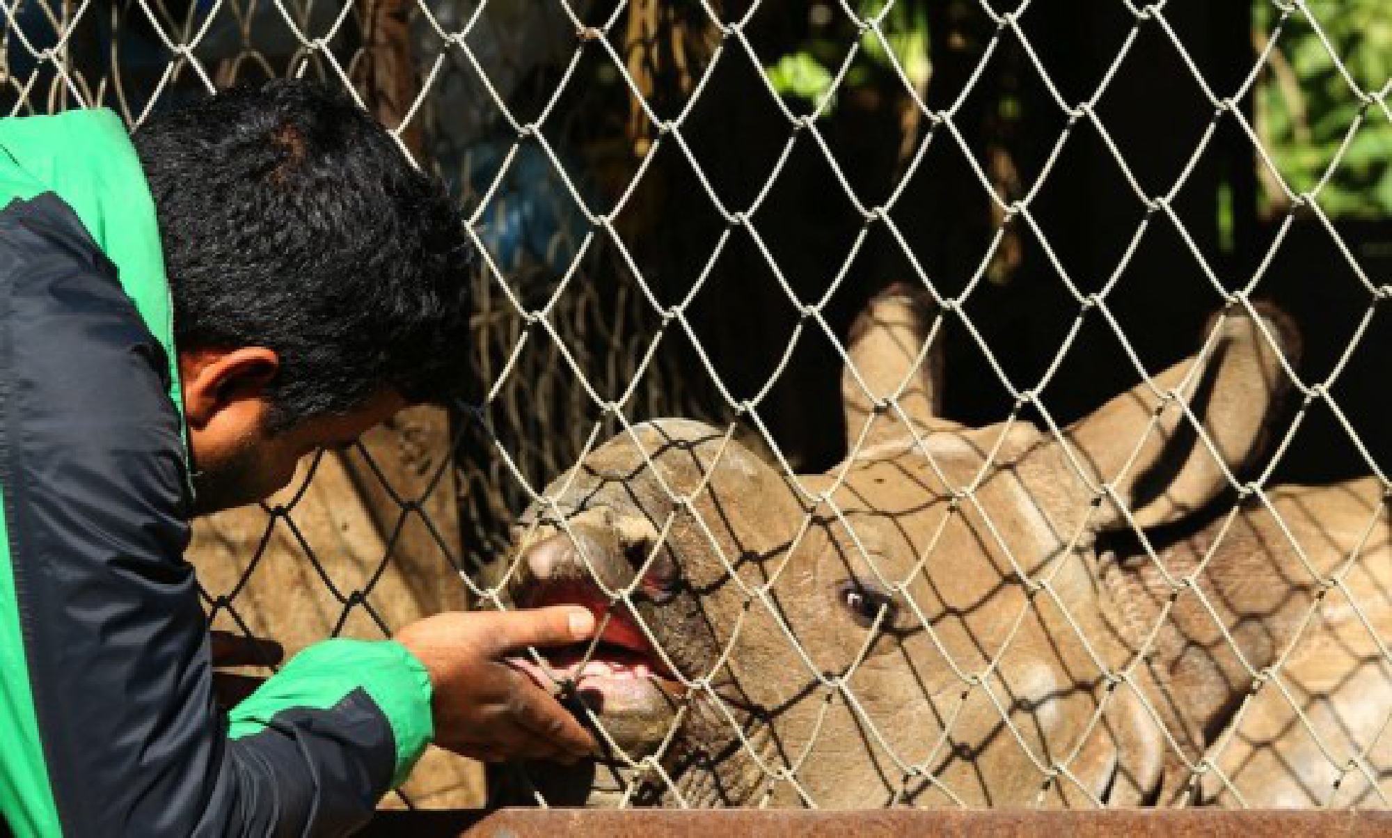 A baby rhino is examined by a doctor at the premises of National Trust for Nature Conservation at Chitwan National Park, Nepal, Jan. 7, 2018. (Xinhua/Sunil Sharma)