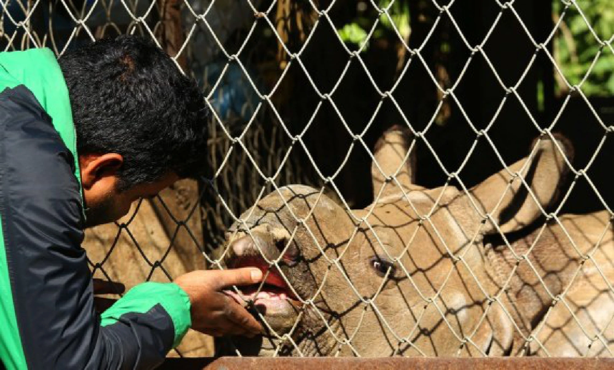A baby rhino is examined by a doctor at the premises of National Trust for Nature Conservation at Chitwan National Park, Nepal, Jan. 7, 2018. (Xinhua/Sunil Sharma)