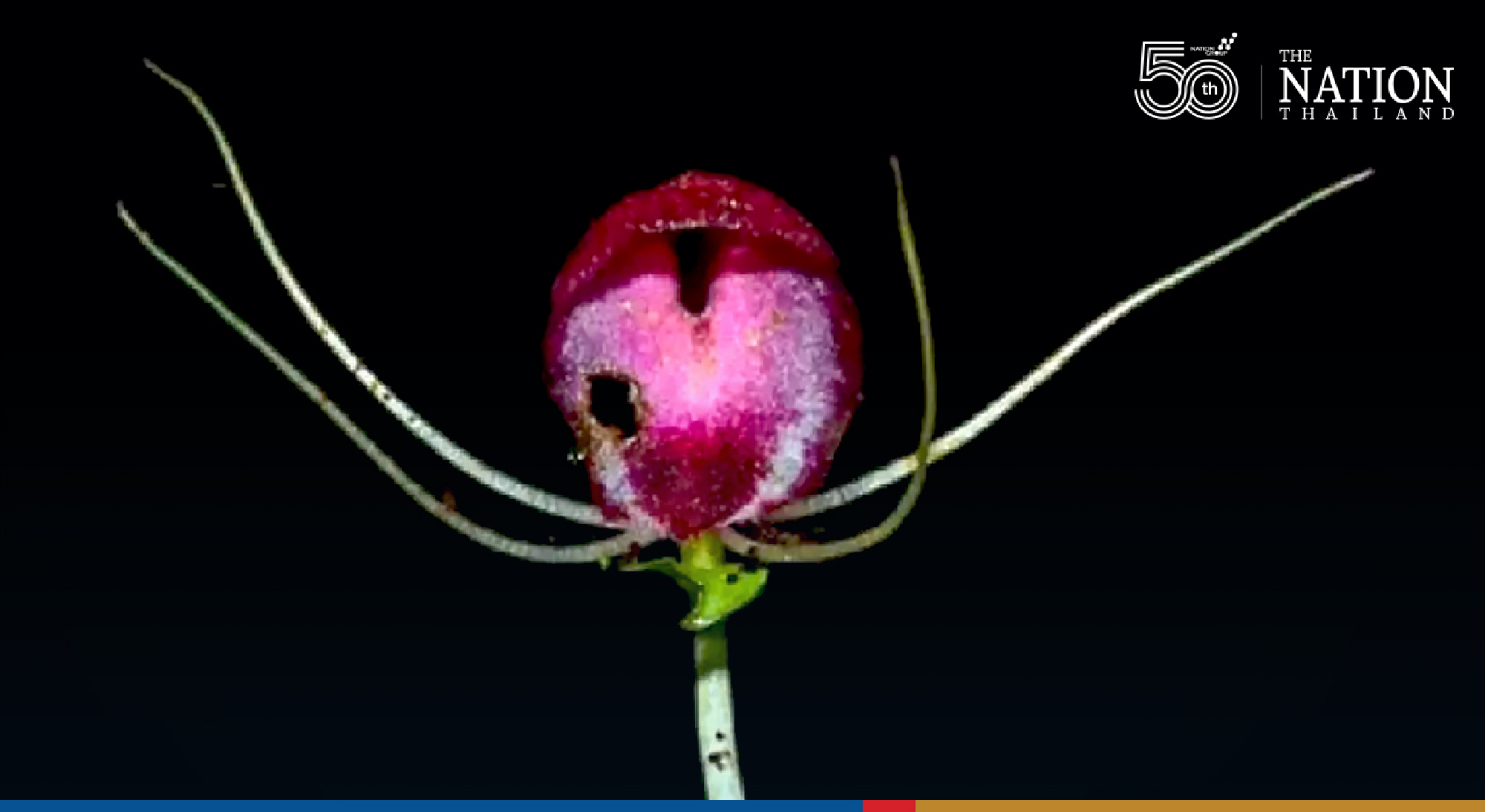 Researchers make exciting gem-orchid discovery