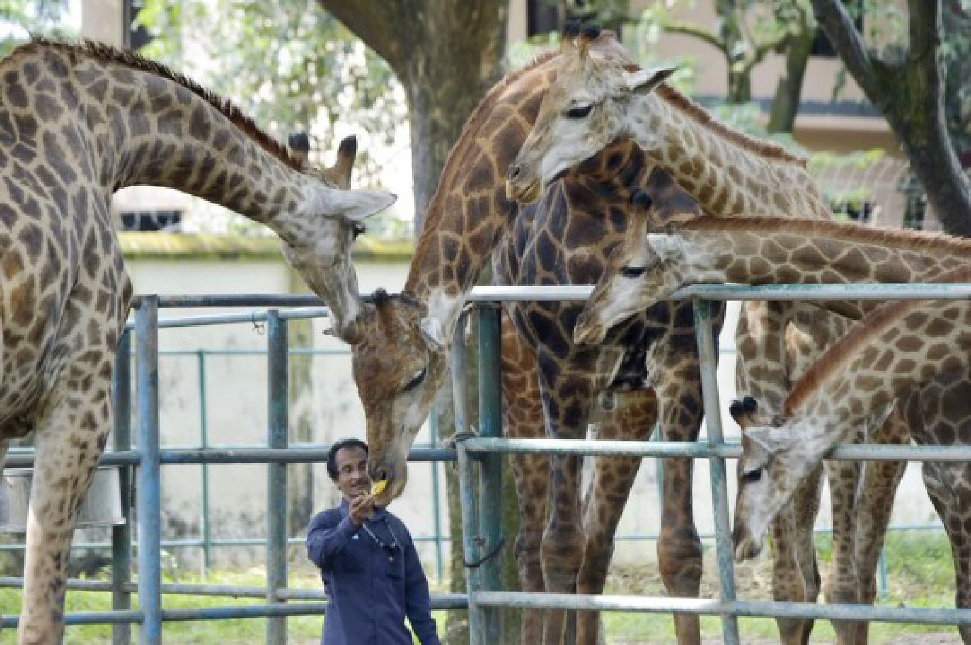 A staff member feeds a giraffe at the Bangladesh National Zoo in Dhaka, capital of Bangladesh, on Oct. 3, 2021, the eve of World Animal Day. (Xinhua)