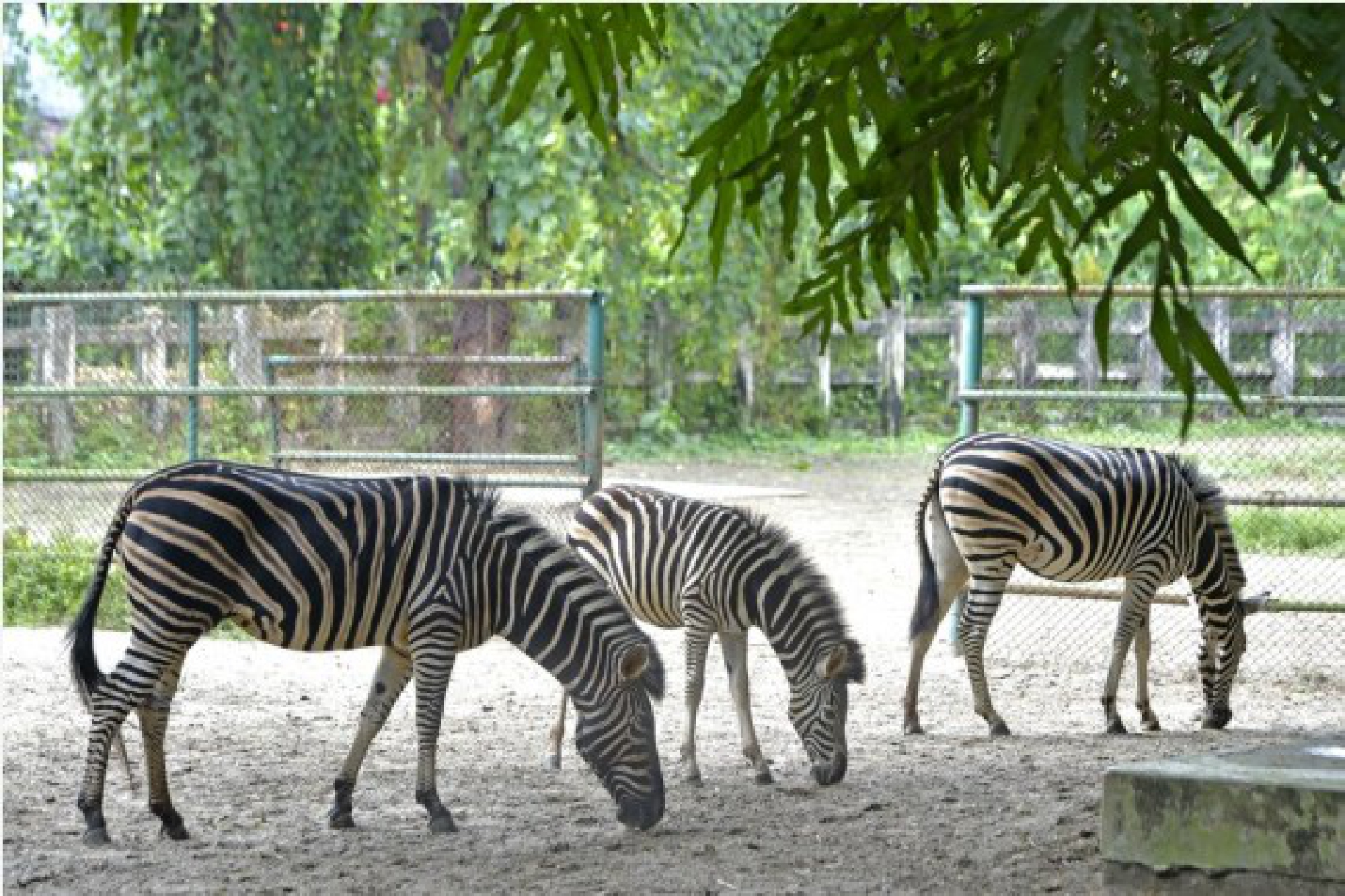 Zebras are seen at the  Bangladesh National Zoo in Dhaka, capital of Bangladesh, on Oct. 3, 2021, the eve of World Animal Day. (Xinhua)