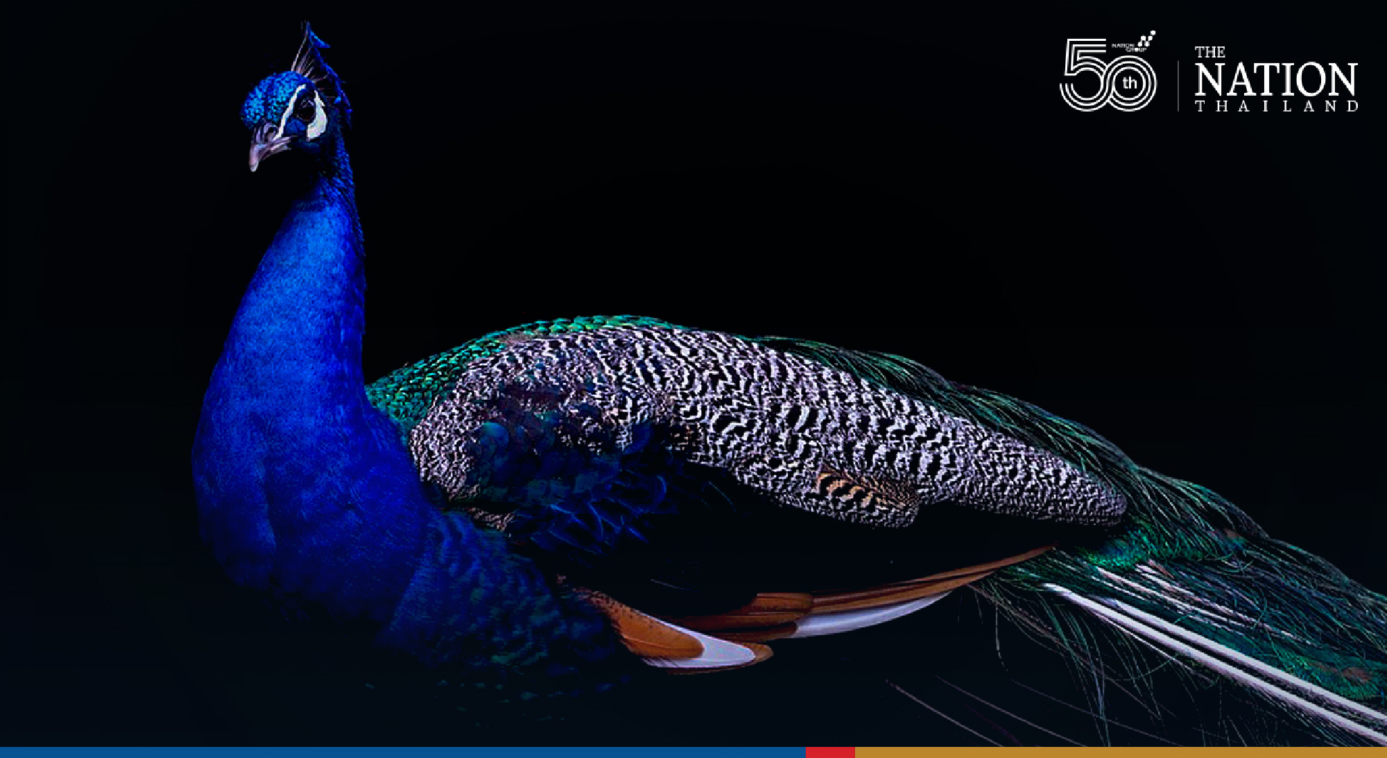 Catch a rare glimpse of Lamphun’s seductive peafowl at Pa Ban Hong