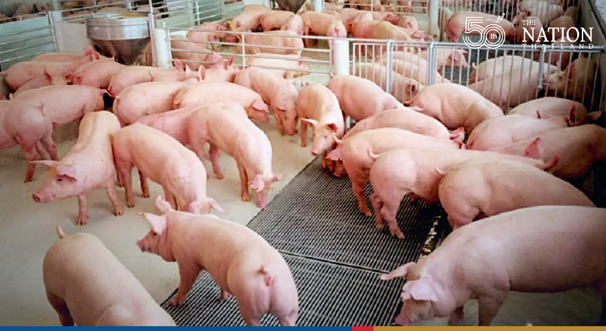 Thai livestock farmers cry for help as price of animal feed skyrockets