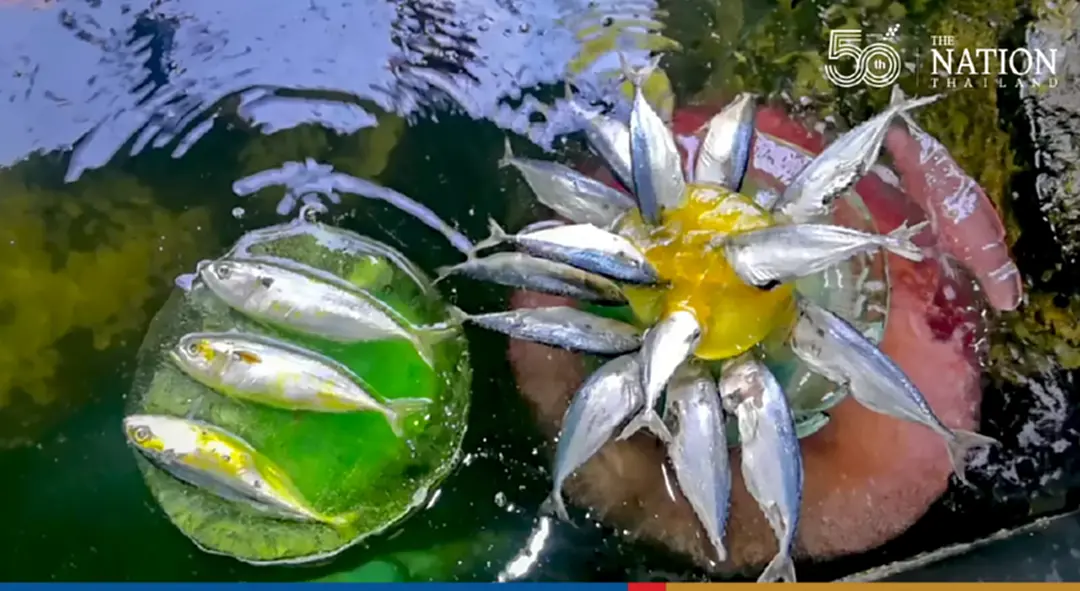 Treat penguins and myriad fish to food krathongs at Chiang Mai Zoo this Yi Peng Festival