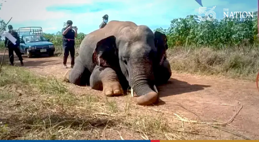 Wildlife rangers on lookout for stray elephants after one electrocuted to death in Prachinburi