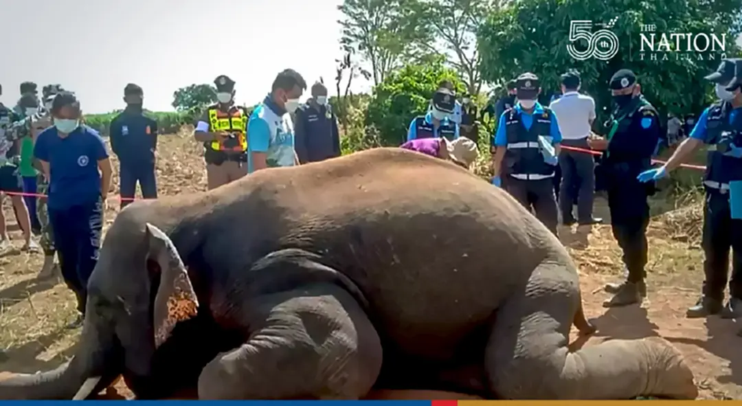 Wildlife rangers on lookout for stray elephants after one electrocuted to death in Prachinburi