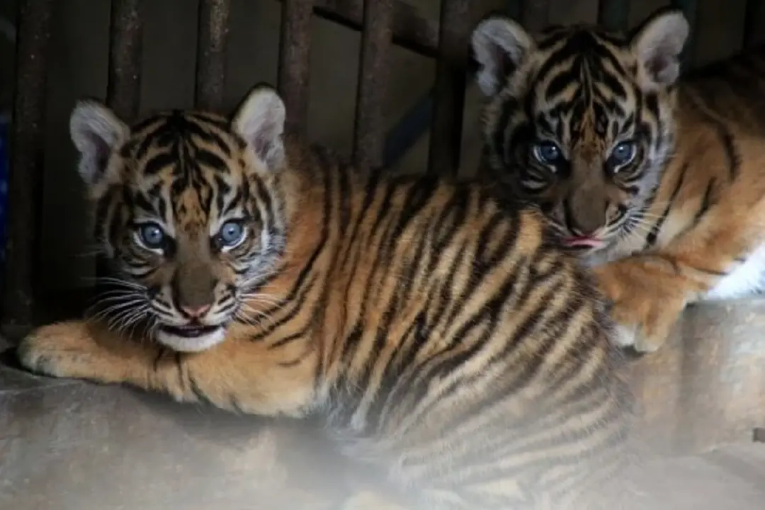 Two Sumatran tiger cubs, born on Dec. 12, 2019, are seen in the cage at Kinantan Wildlife Cultural Park in Bukittinggi district, West Sumatra, Indonesia, Jan. 30, 2020. (Photo by Andri Mardiansyah/Xinhua)