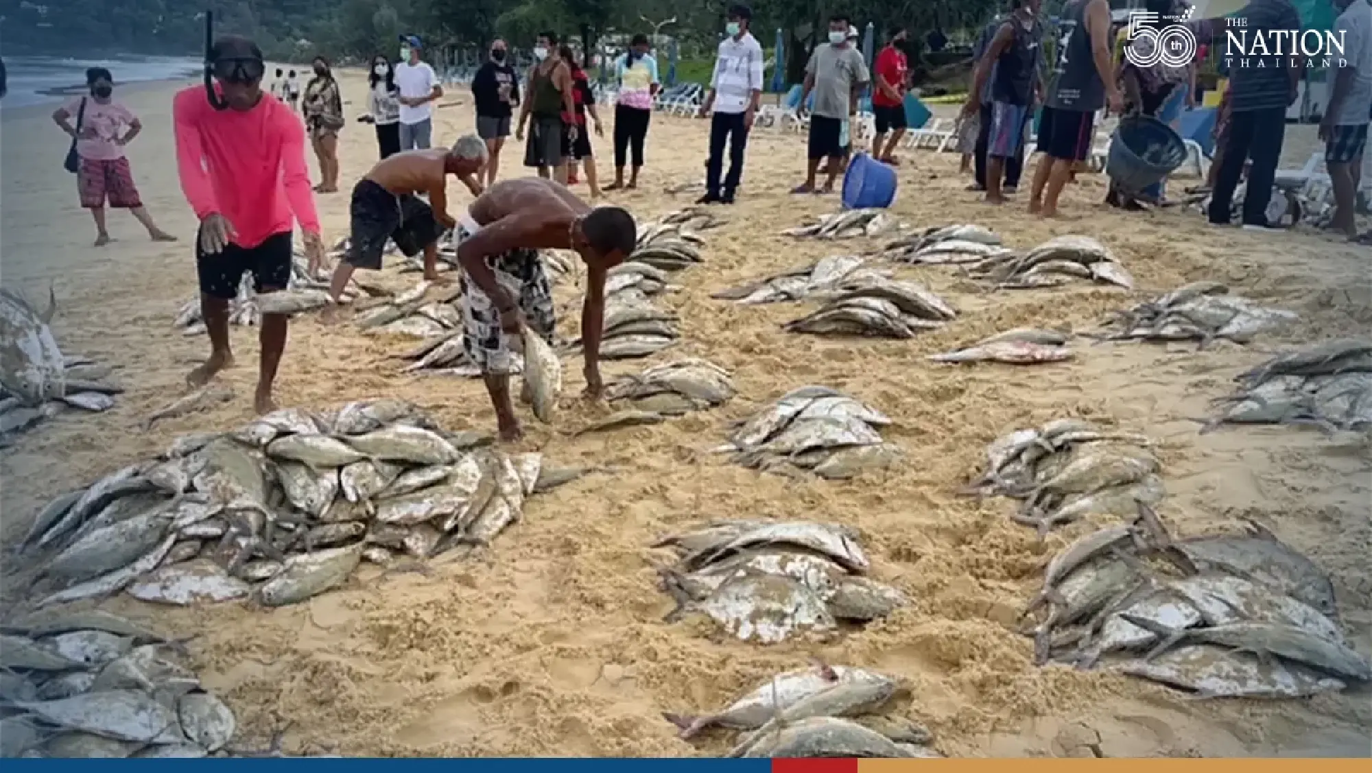 Ebbing tide leaves behind a bounty for Phuket