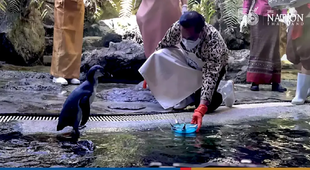 Treat penguins and myriad fish to food krathongs at Chiang Mai Zoo this Yi Peng Festival