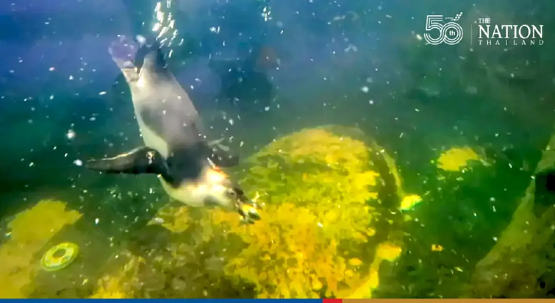 Treat penguins and myriad fish to food krathongs at Chiang Mai Zoo this Yi Peng Festival