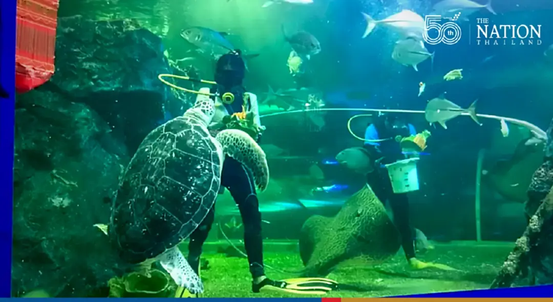 Treat penguins and myriad fish to food krathongs at Chiang Mai Zoo this Yi Peng Festival