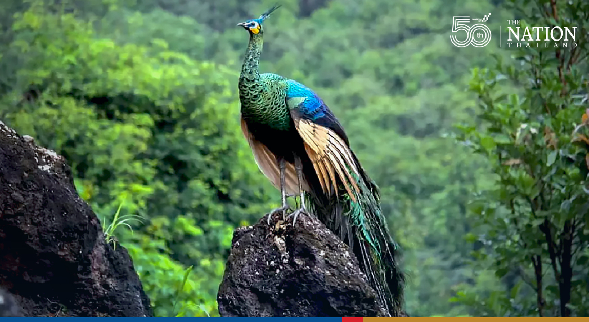 Catch a rare glimpse of Lamphun’s seductive peafowl at Pa Ban Hong