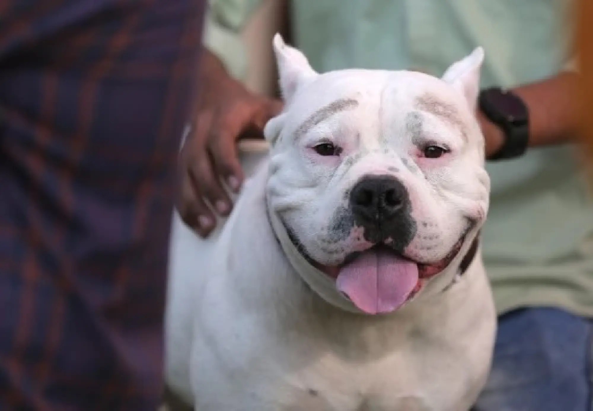 An American Bully dog is displayed during a dog show in Amritsar district of India's northern state Punjab Nov. 21, 2021. (Xinhua/Stringer)
