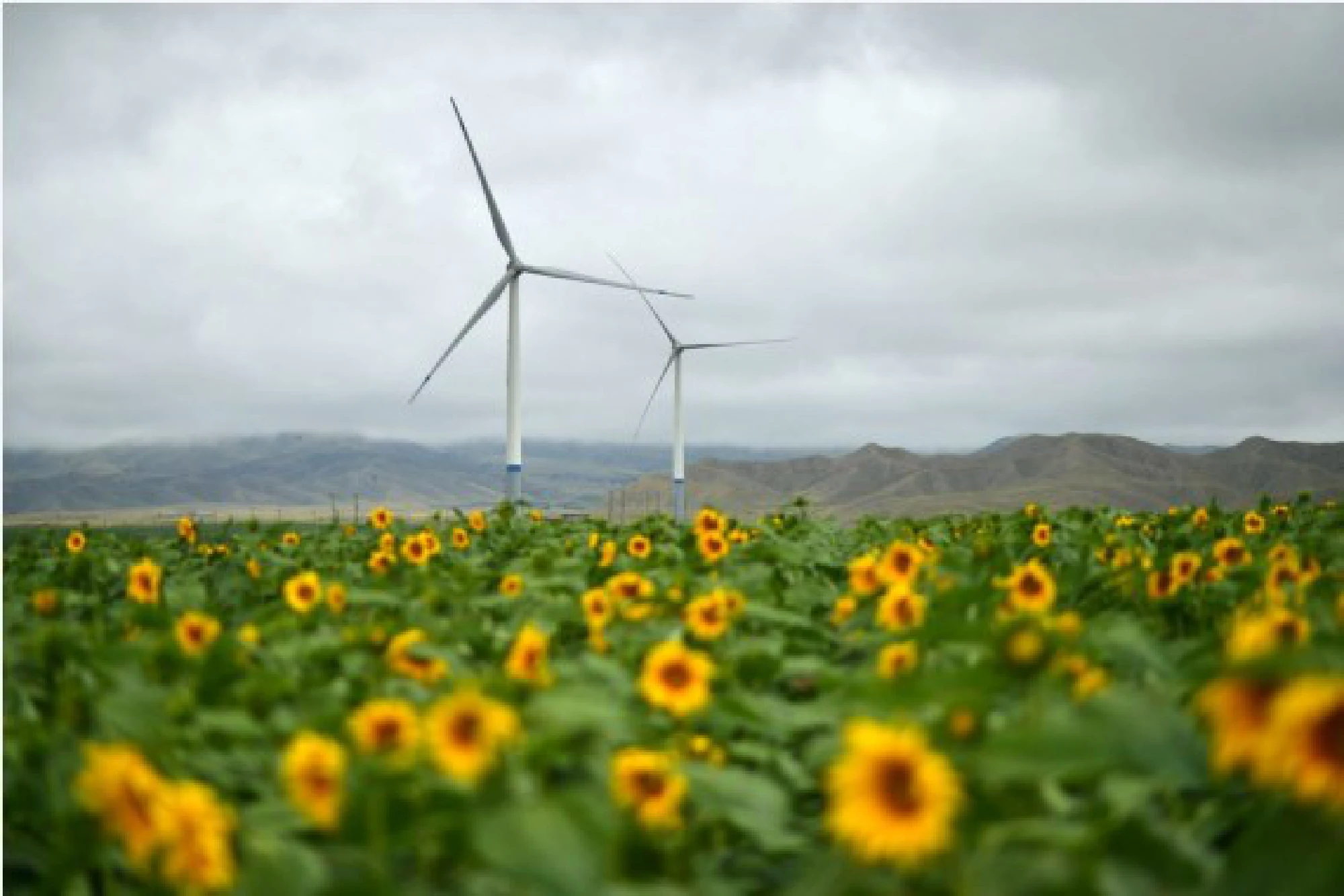 Photo taken on Aug. 13, 2019 shows wind turbines amid blooming sunflowers in Sitan Township of Jingtai County in Baiyin, northwest China's Gansu Province. (Xinhua/Nie Jianjiang)