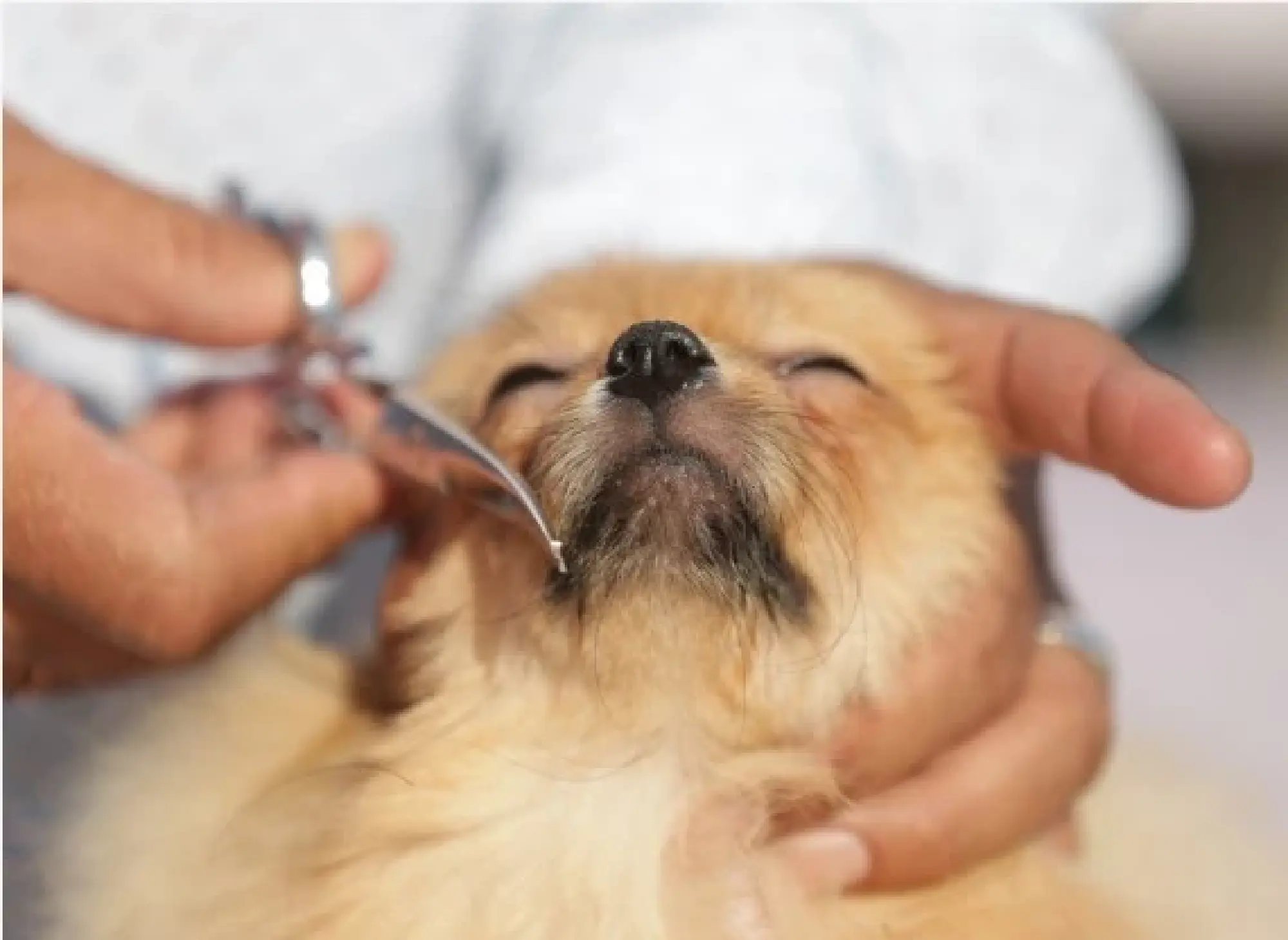 A pomeranian gets its hair trimmed during a dog show in Amritsar of India's northern state of Punjab, Nov. 21, 2021. (Str/Xinhua)