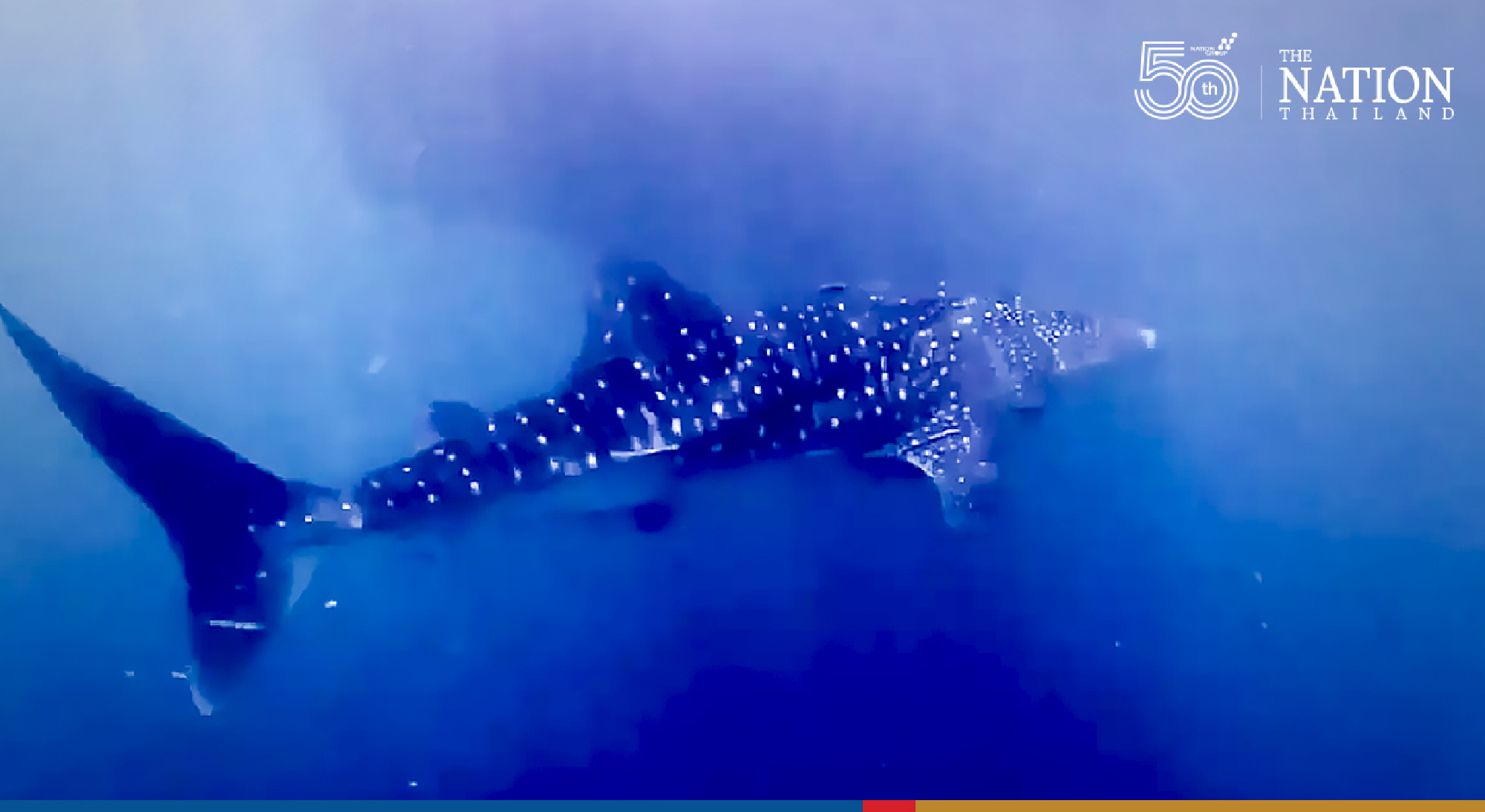 Dotted whale shark greets divers at Koh Tao as Surat Thani opens to tourists
