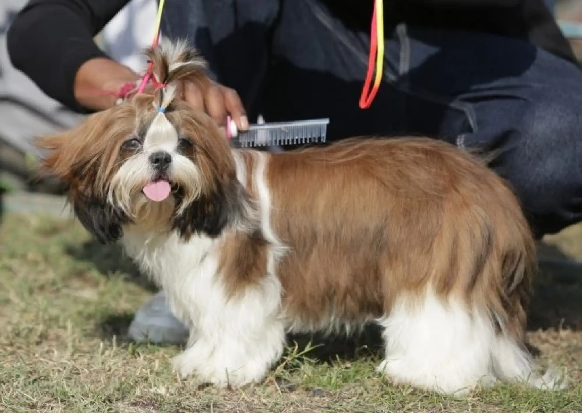 A Shih Tzu gets its hair combed during a dog show in Amritsar of India's northern state of Punjab, Nov. 21, 2021. (Str/Xinhua)