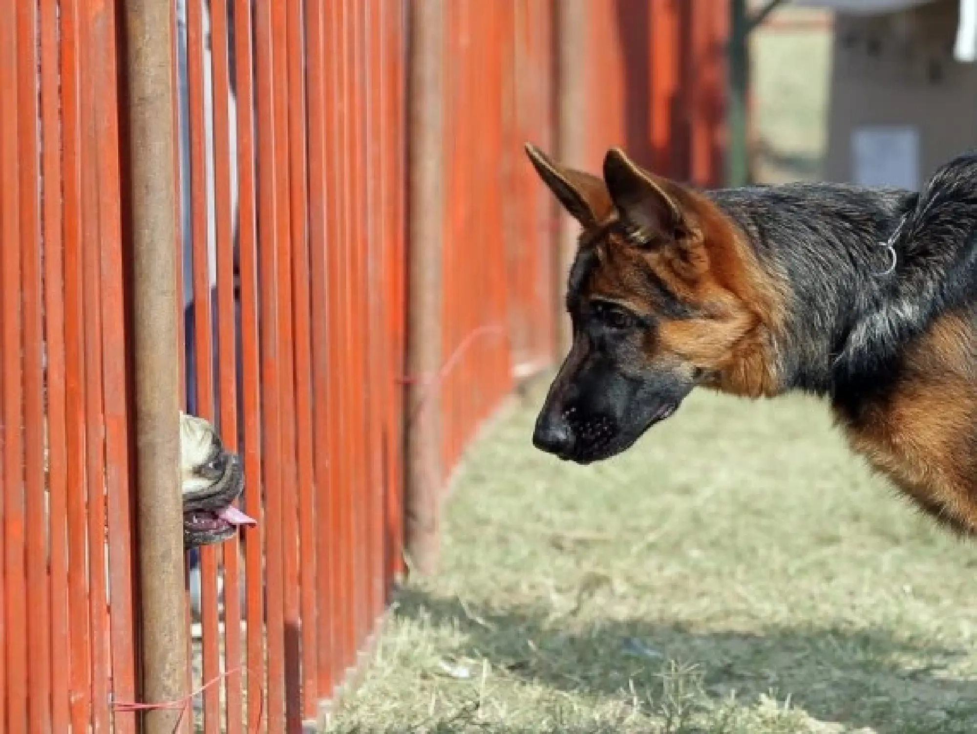 A German shepherd dog (R) looks at a pug during a dog show in Amritsar of India's northern state of Punjab, Nov. 21, 2021. (Str/Xinhua)