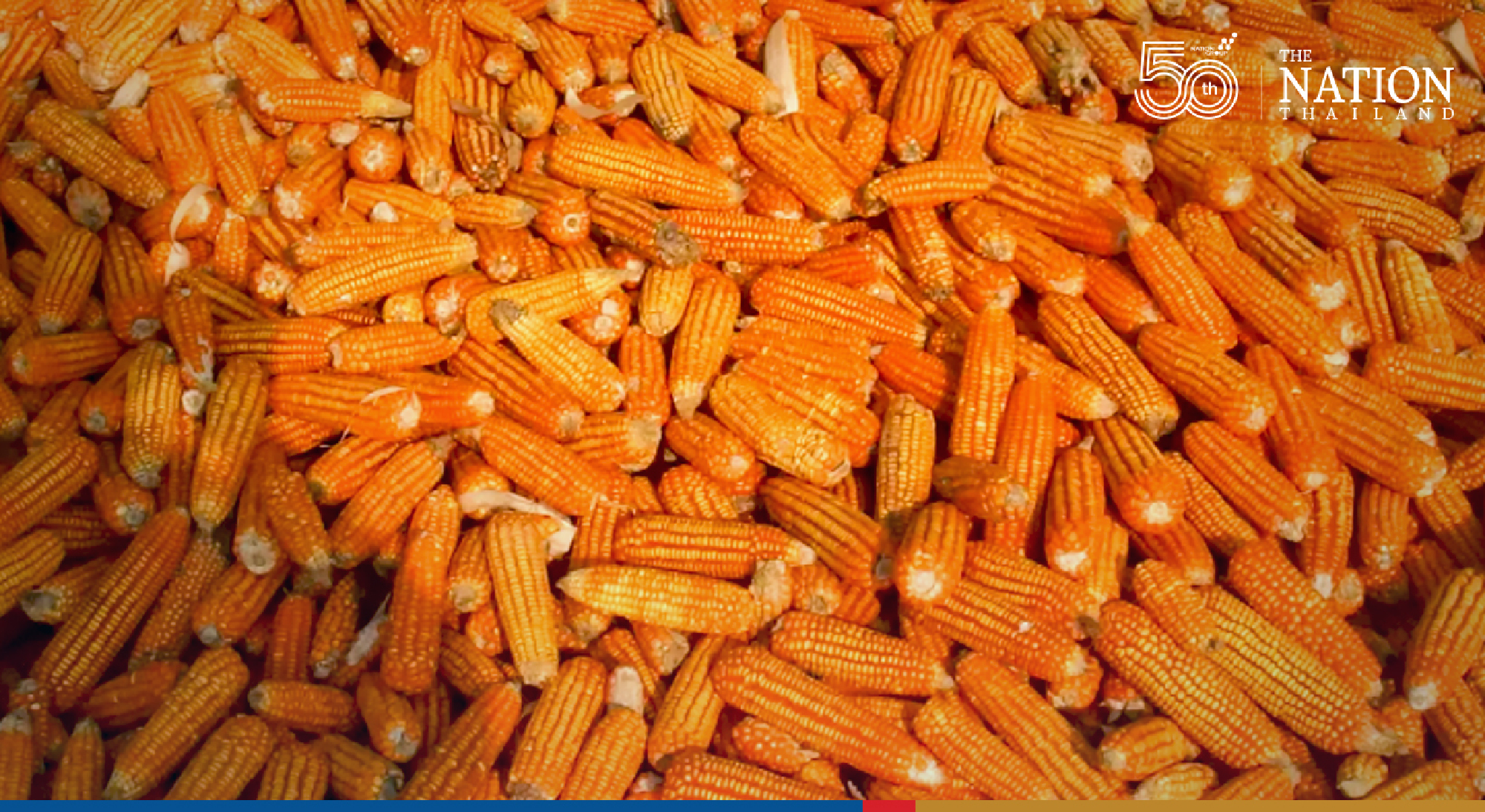 Thai livestock farmers cry for help as price of animal feed skyrockets