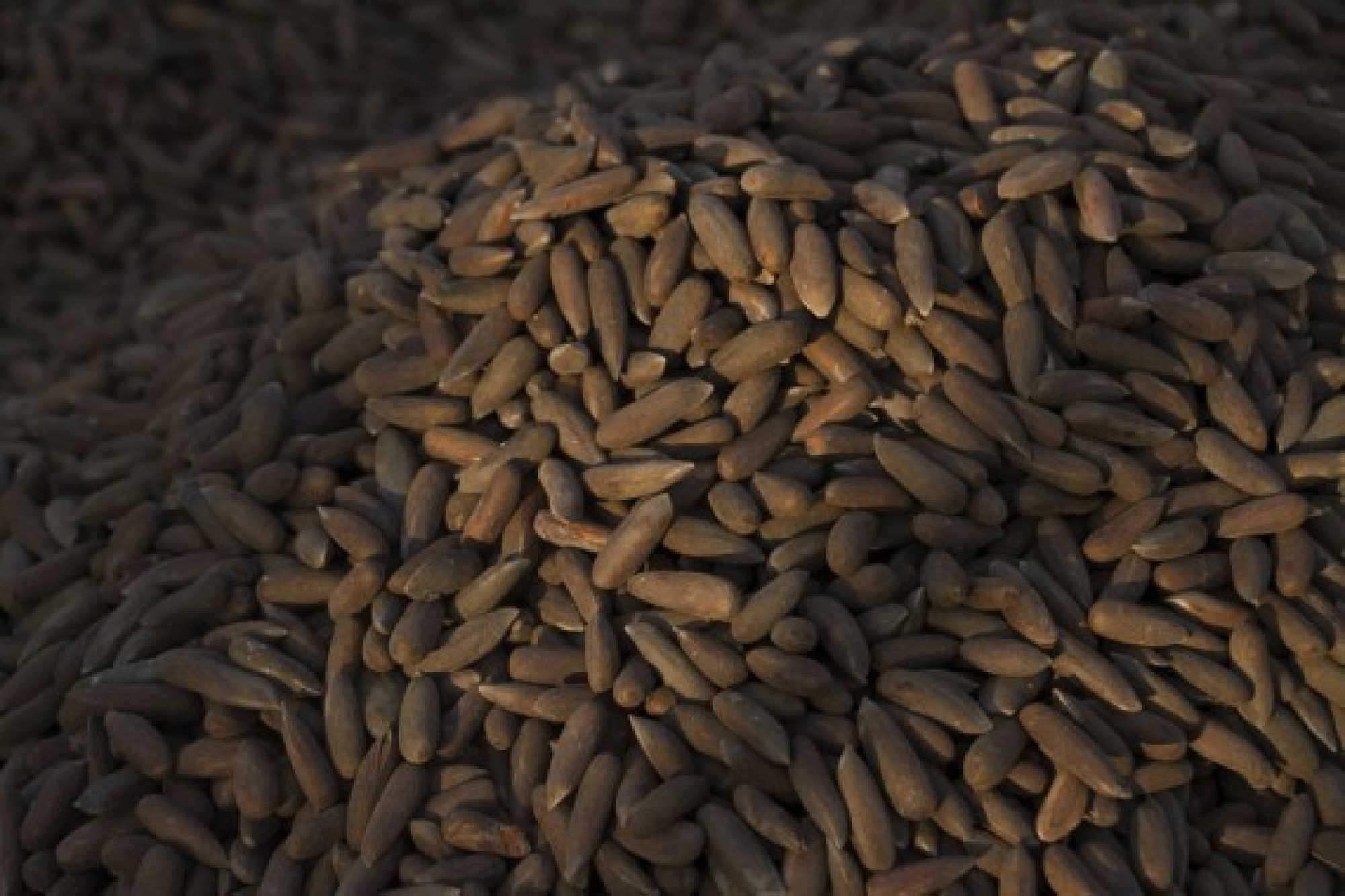 Photo taken on Oct. 17, 2020 shows harvested pine nuts at a field in Jalalabad city, Nangarhar province, Afghanistan. (Photo by Saifurahaman Safi/Xinhua)
