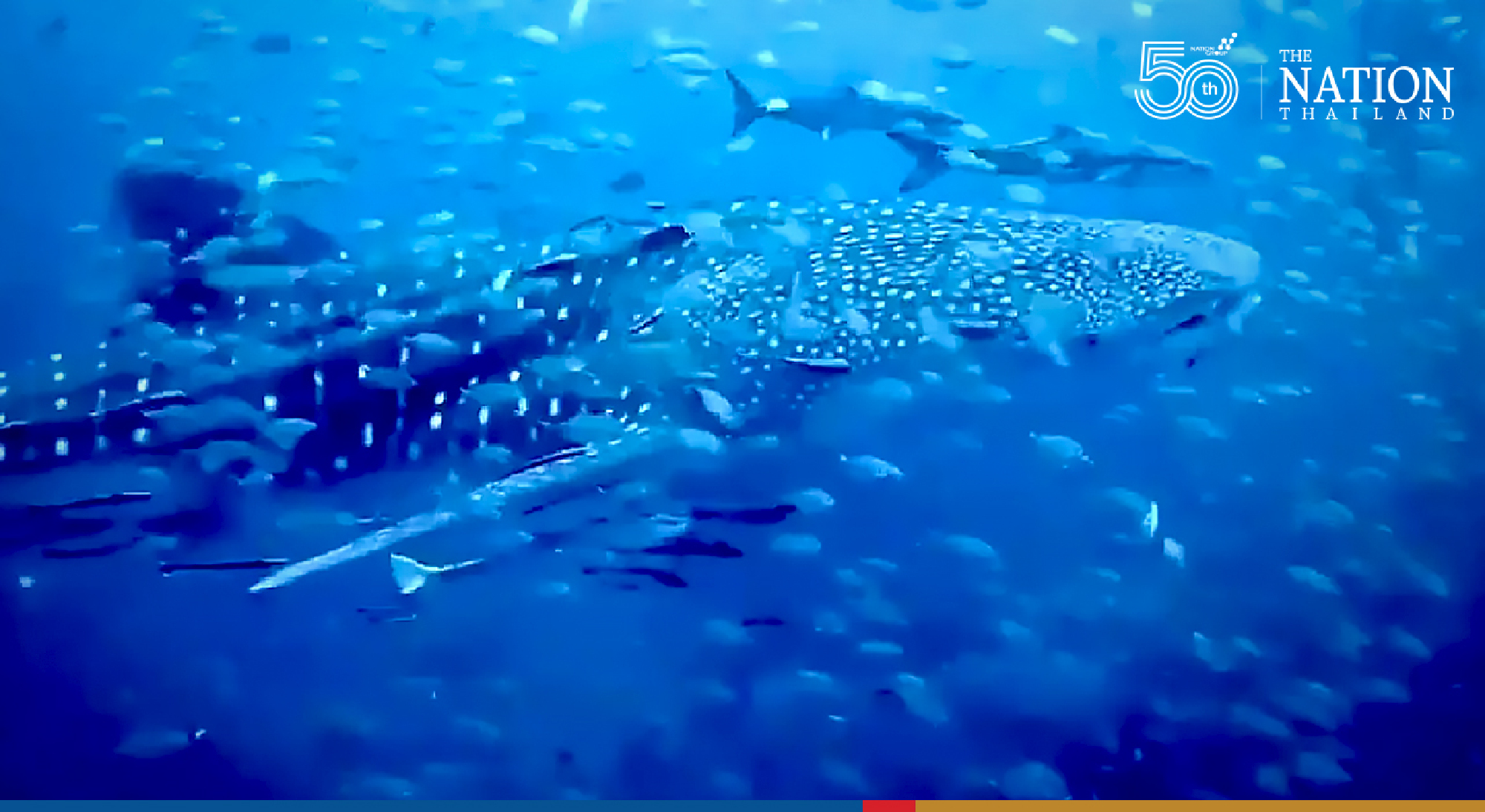 Dotted whale shark greets divers at Koh Tao as Surat Thani opens to tourists