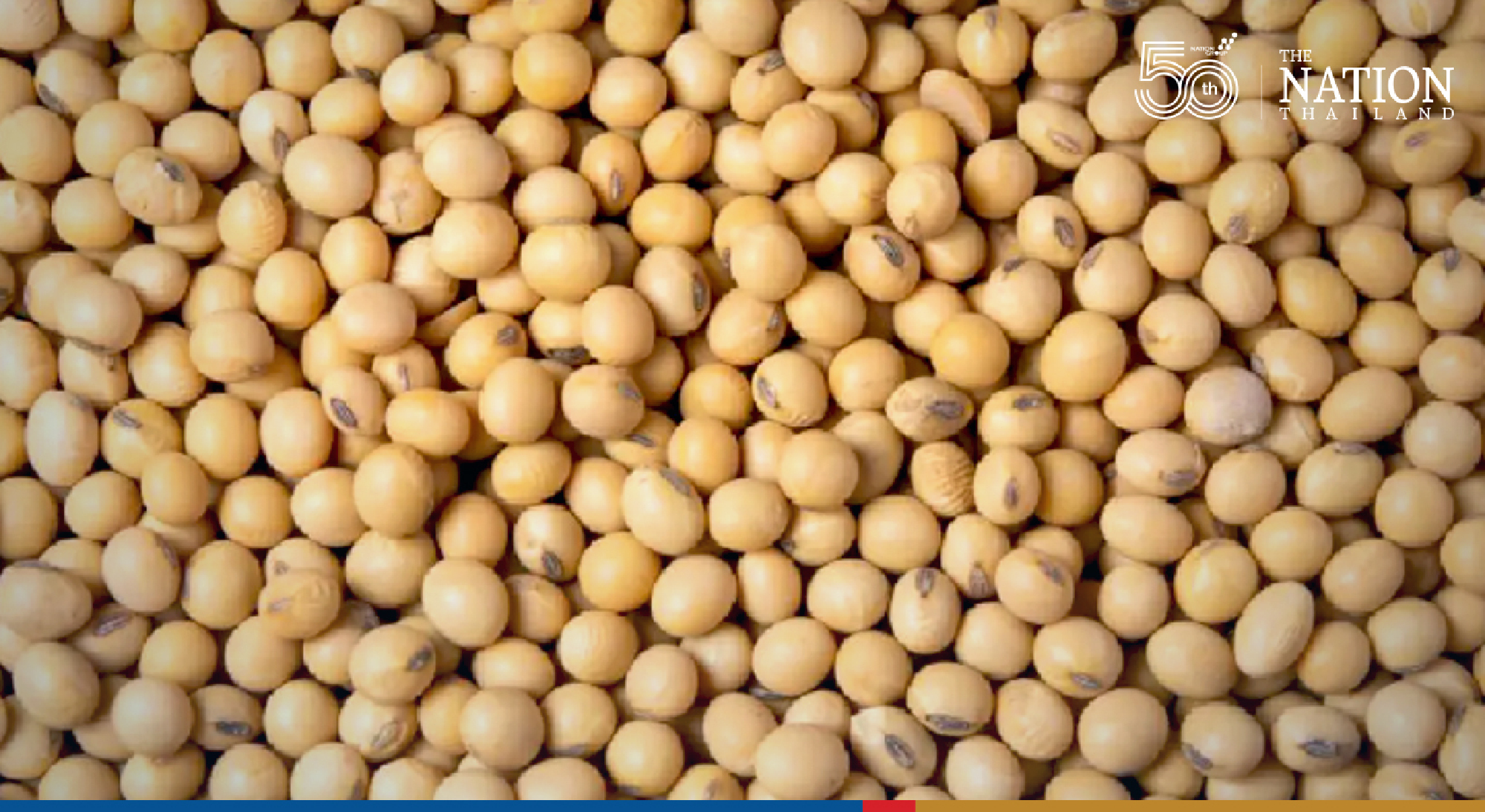 Thai livestock farmers cry for help as price of animal feed skyrockets