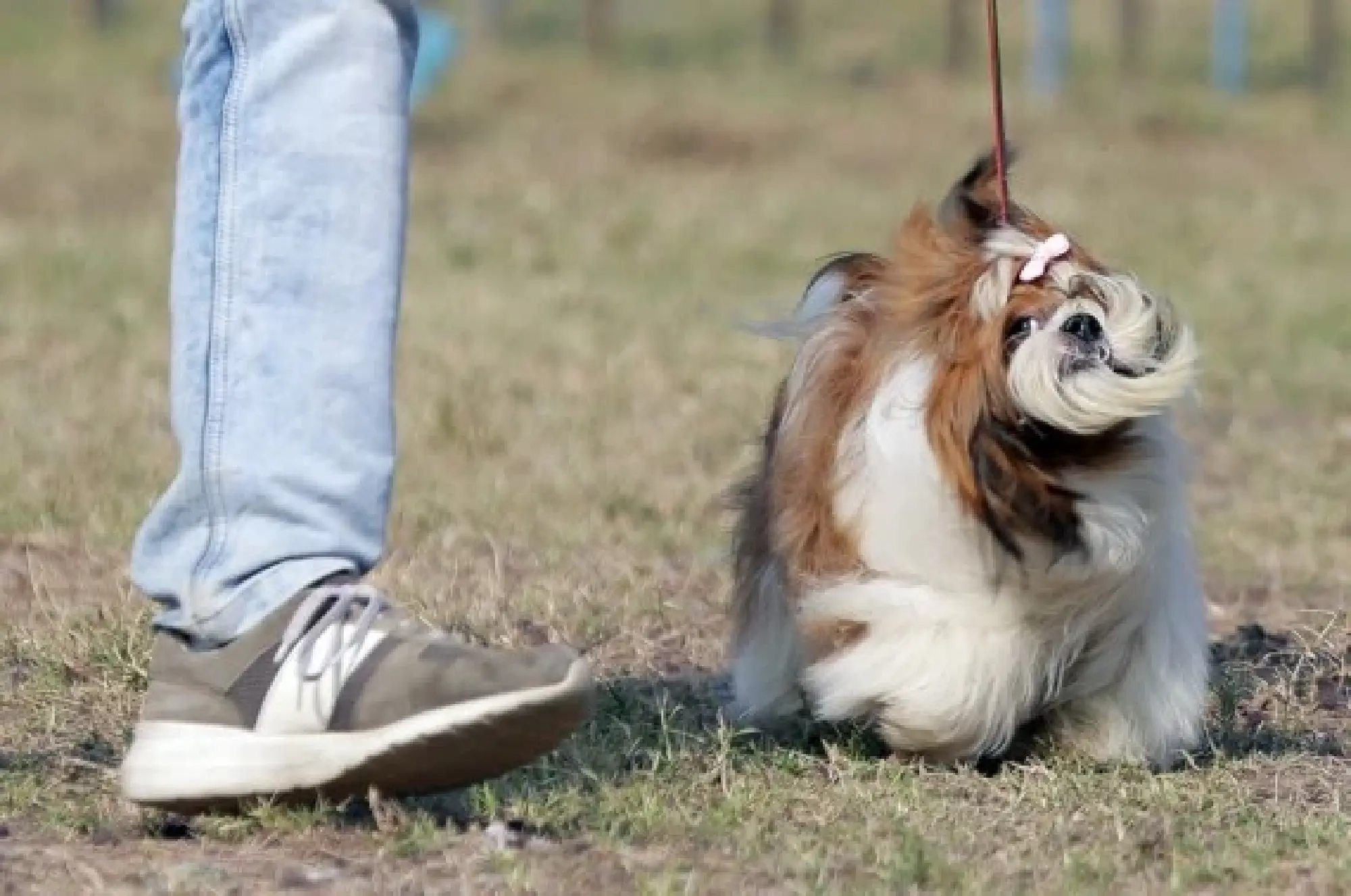 A Shih Tzu dog shakes its head as it competes during a dog show in Amritsar district of India's northern state Punjab Nov. 21, 2021. (Xinhua/Stringer)