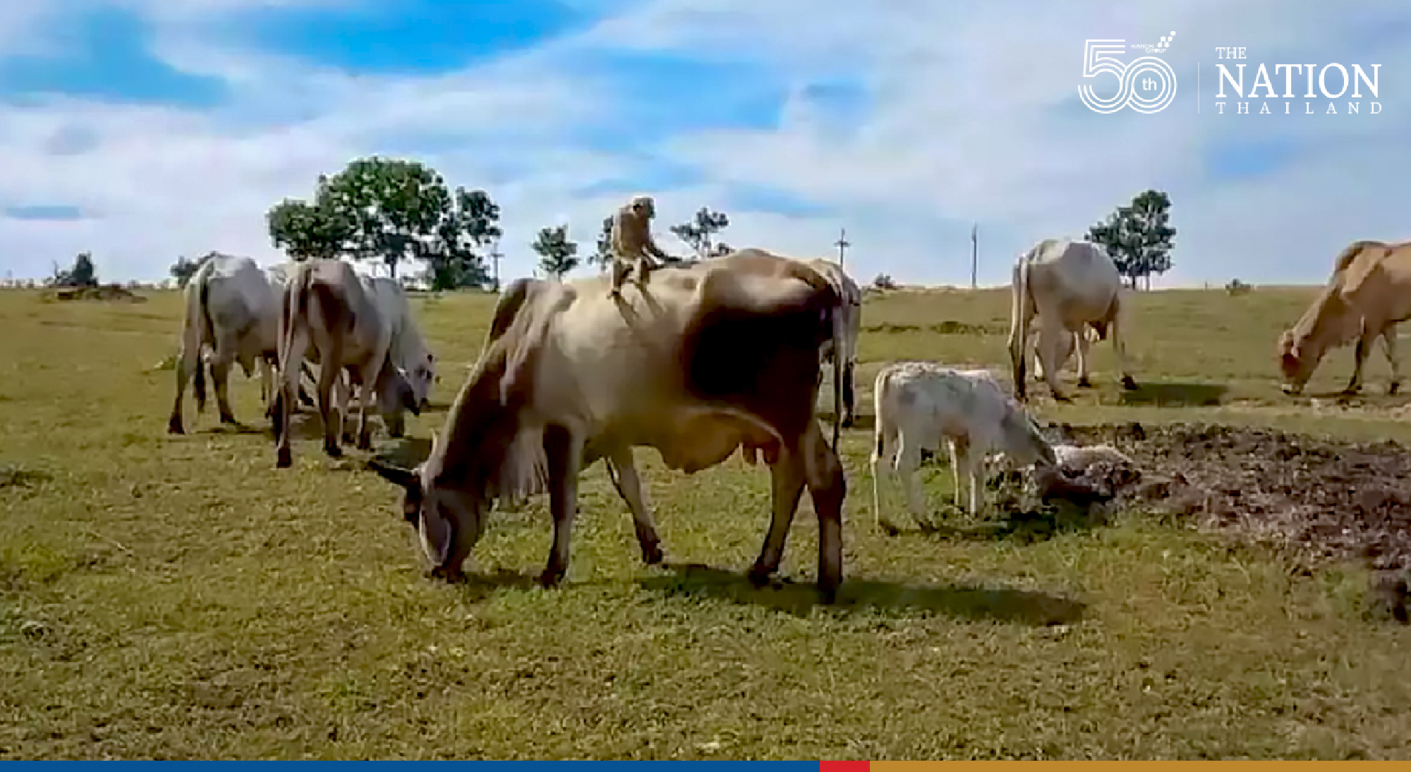 Wild monkey moonlights as cowherd in Lopburi