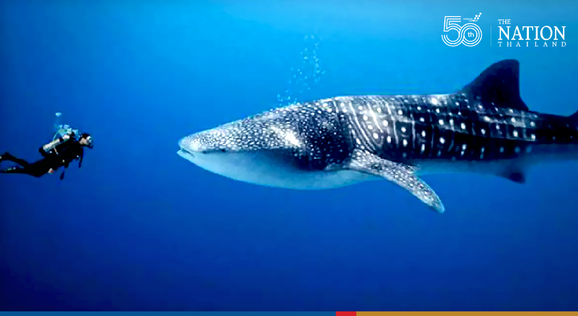 Expert dismisses claim of 280 whale sharks spotted in Koh Tao