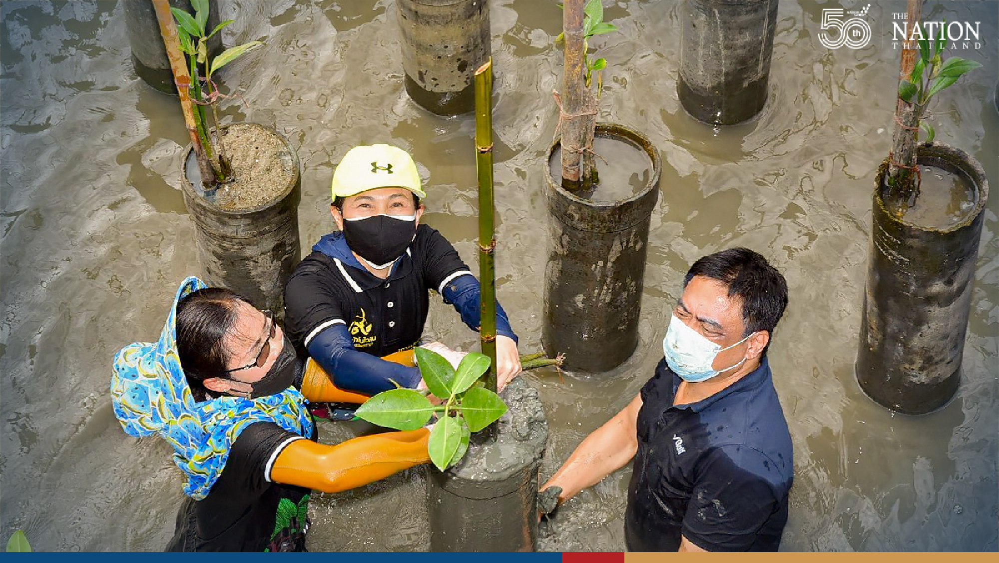 More mangrove trees added to the shore in Bangkok’s Bang Khun Thien district