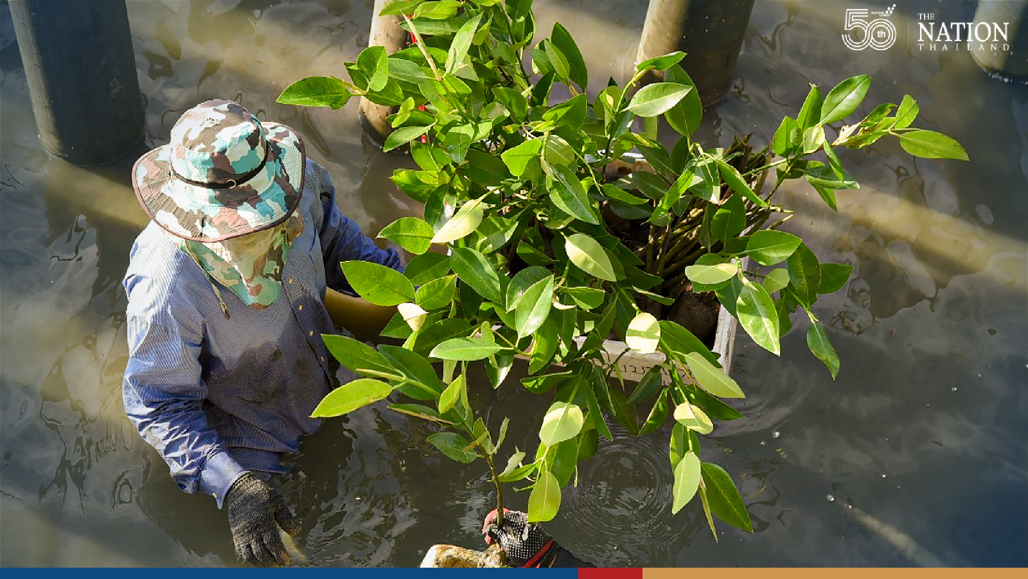 More mangrove trees added to the shore in Bangkok’s Bang Khun Thien district