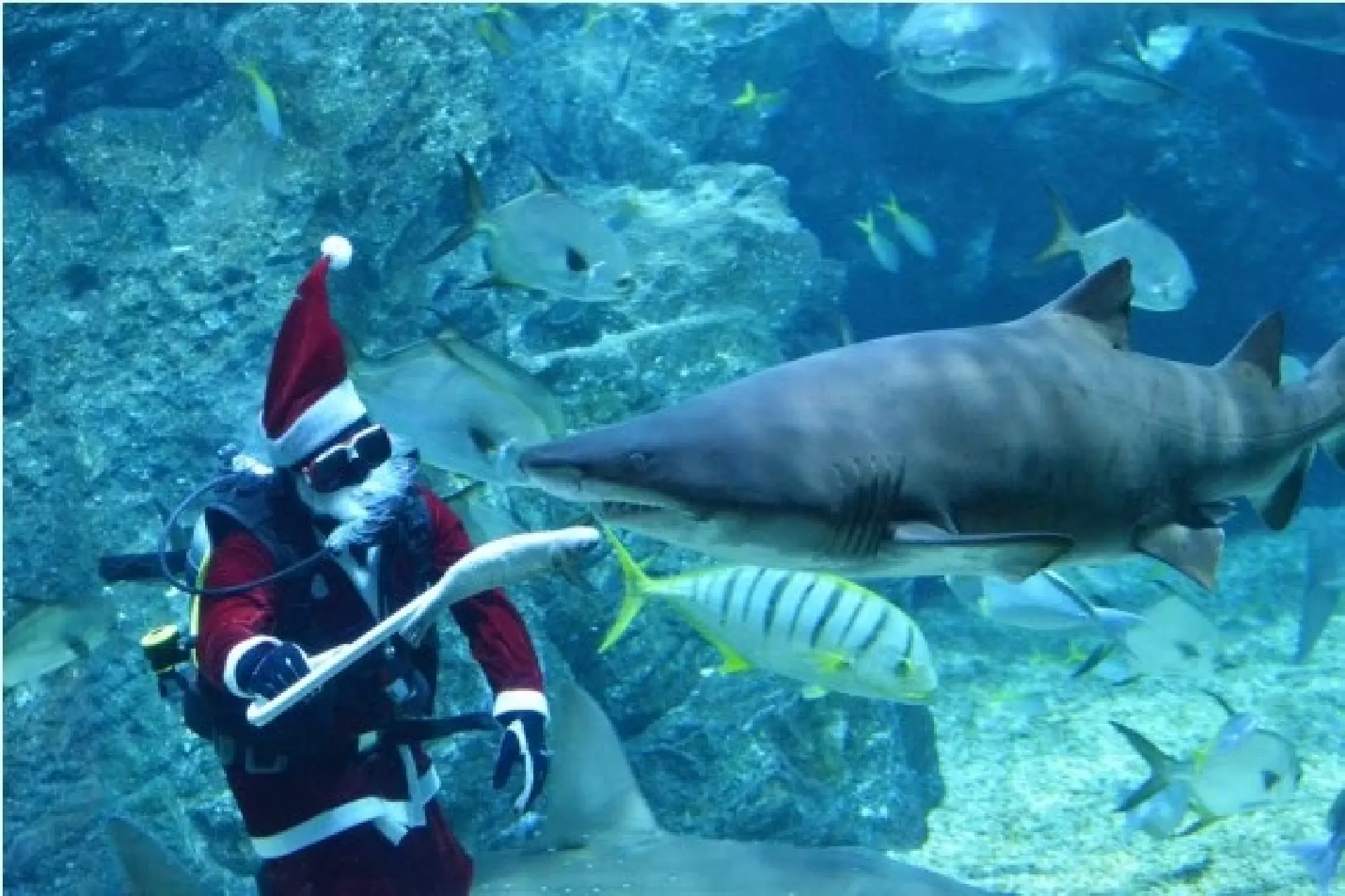 A diver dressed in a Santa Claus costume feeds fish at the Bangkok Ocean World in Bangkok, Thailand, Dec. 8, 2021. (Xinhua/Rachen Sageamsak)