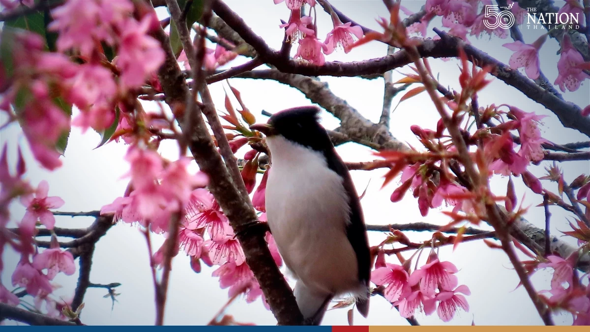Chiang Mais Huai Nam Dang National Park beckons as temperatures drop