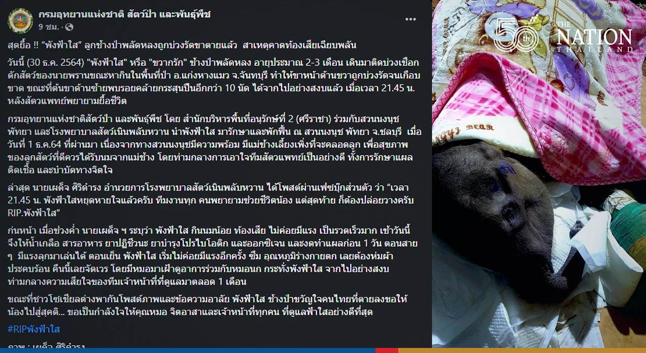 Rescued baby elephant Fah Sai dies from acute diarrhoea