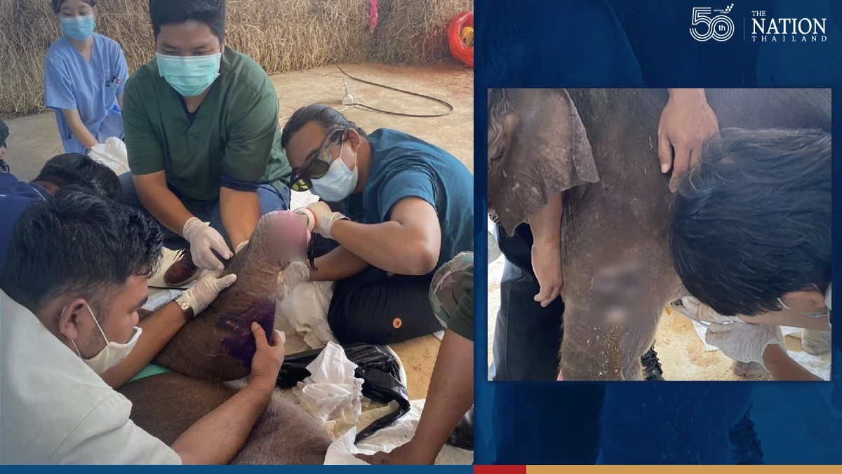 Injured Fah Sai, on road to full recovery, is now a bundle of energy