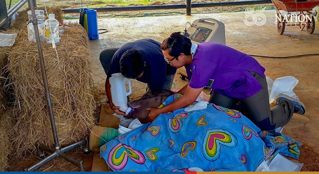 Rescued baby elephant Fah Sai dies from acute diarrhoea