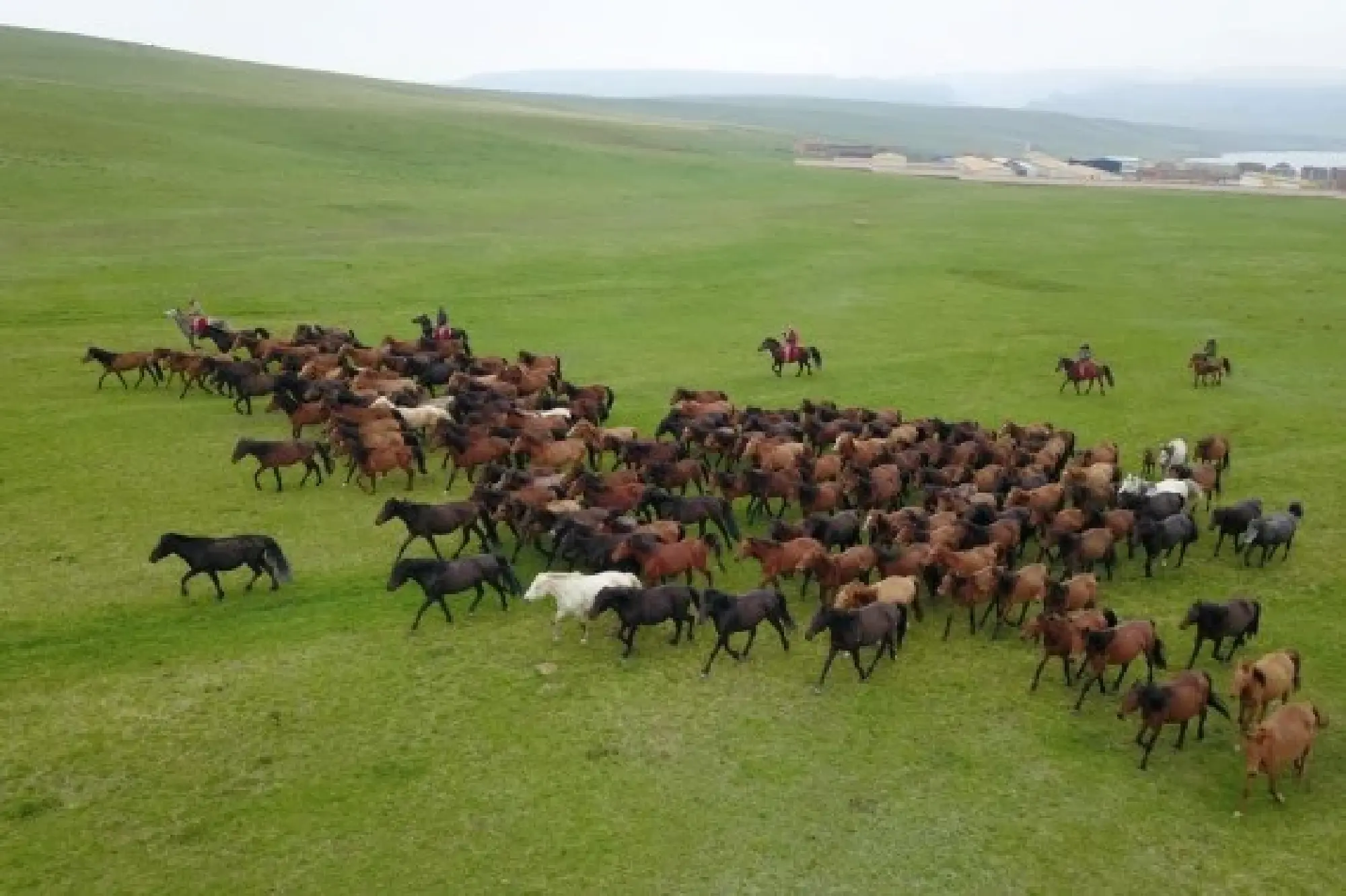 Aerial photo taken on June 19, 2021 shows horses galloping at the Shandan Horse Ranch in Shandan County, Zhangye City, northwest China's Gansu Province. (Xinhua/Fan Peishen)
